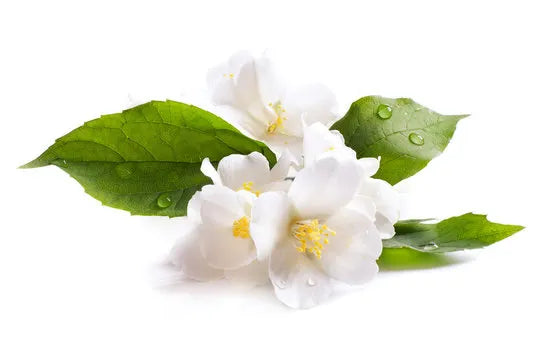Jasmine Bloom Fragrance Oil For Personal Care (Oil Soluble)