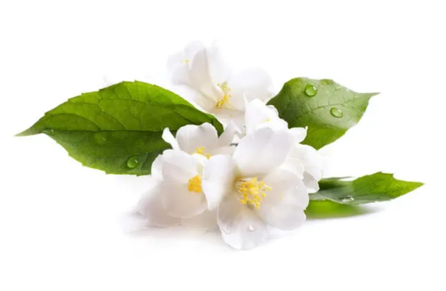 Jasmine Fragrance Oil For Personal Care (Oil Soluble)