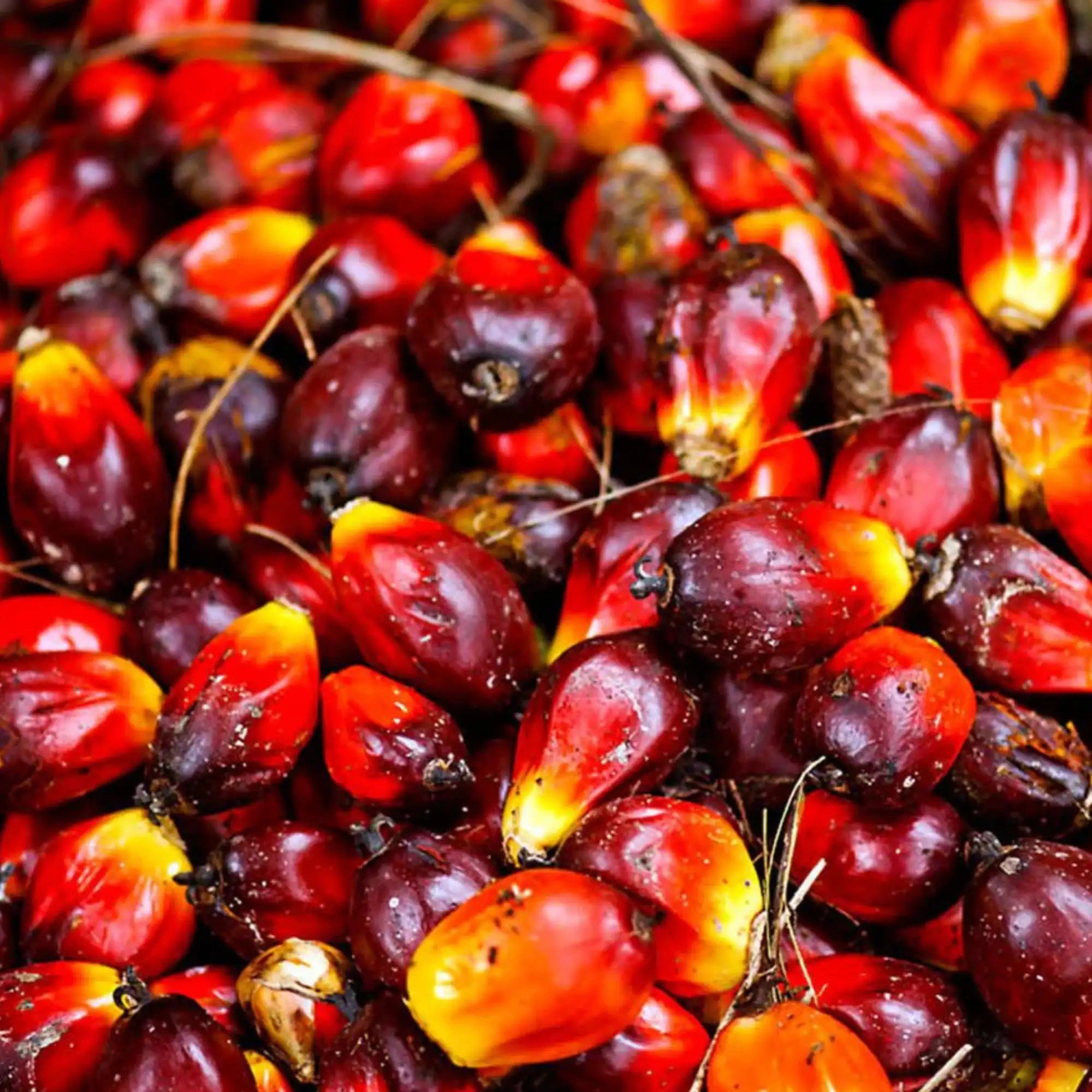 Batana Oil (Natural)