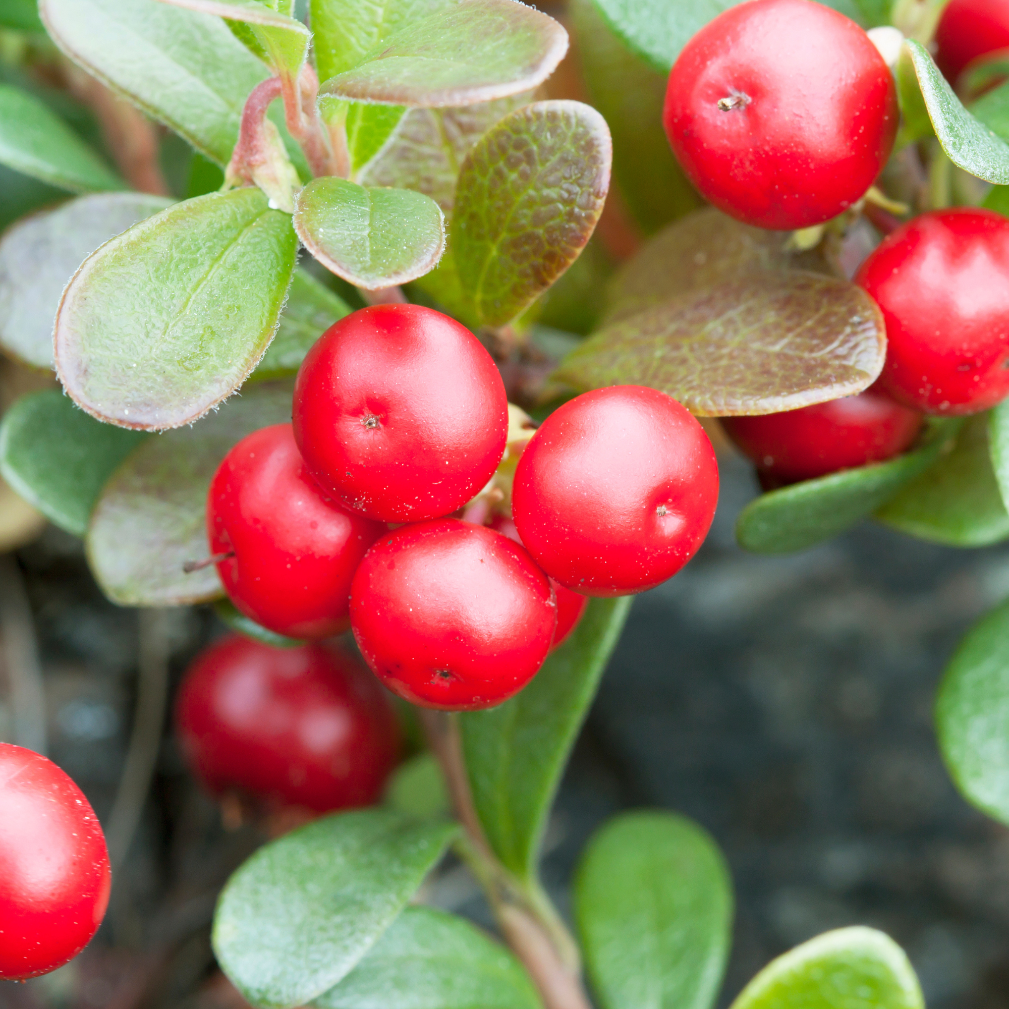 Bearberry Liquid Extract - Oil Soluble
