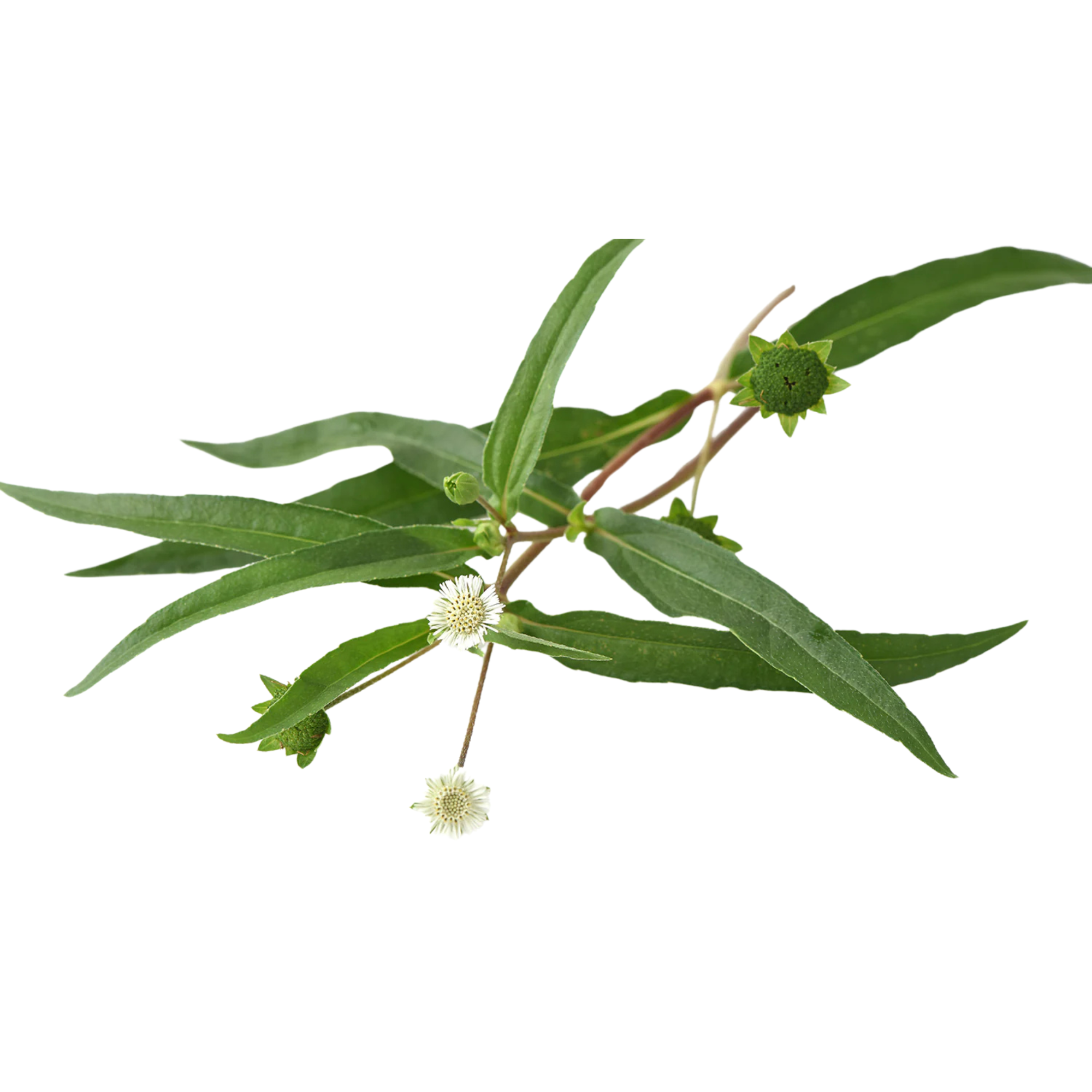 Bhringraj Liquid Extract - Water Soluble