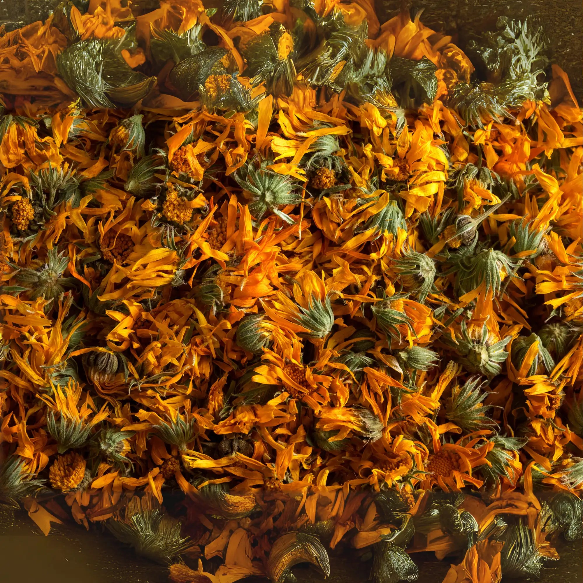 A close-up view of dried calendula flowers with vibrant orange petals and green sepals, showcasing their rich herbal texture, used for extracting calendula essential oil.