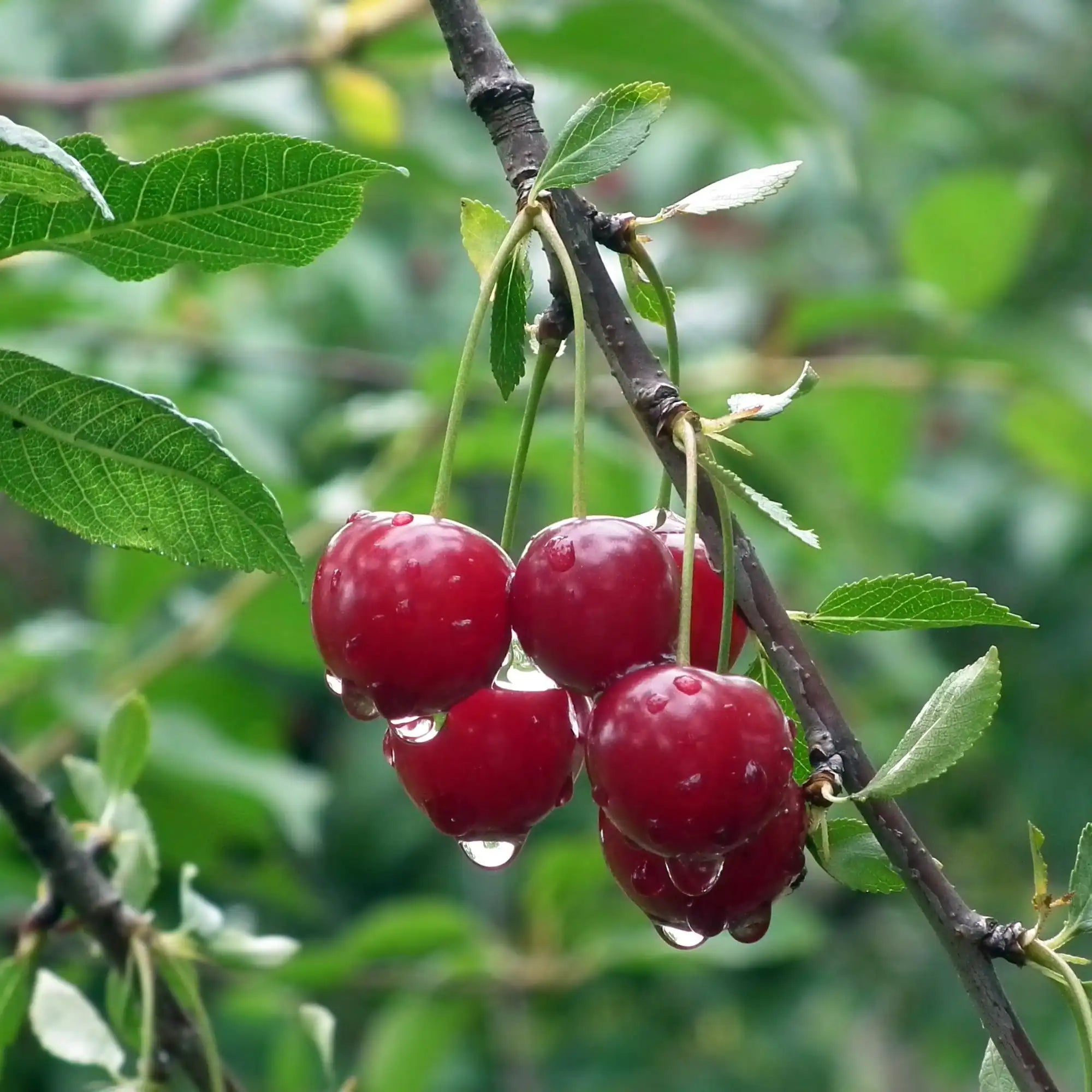 Cherry Extract - Water Soluble