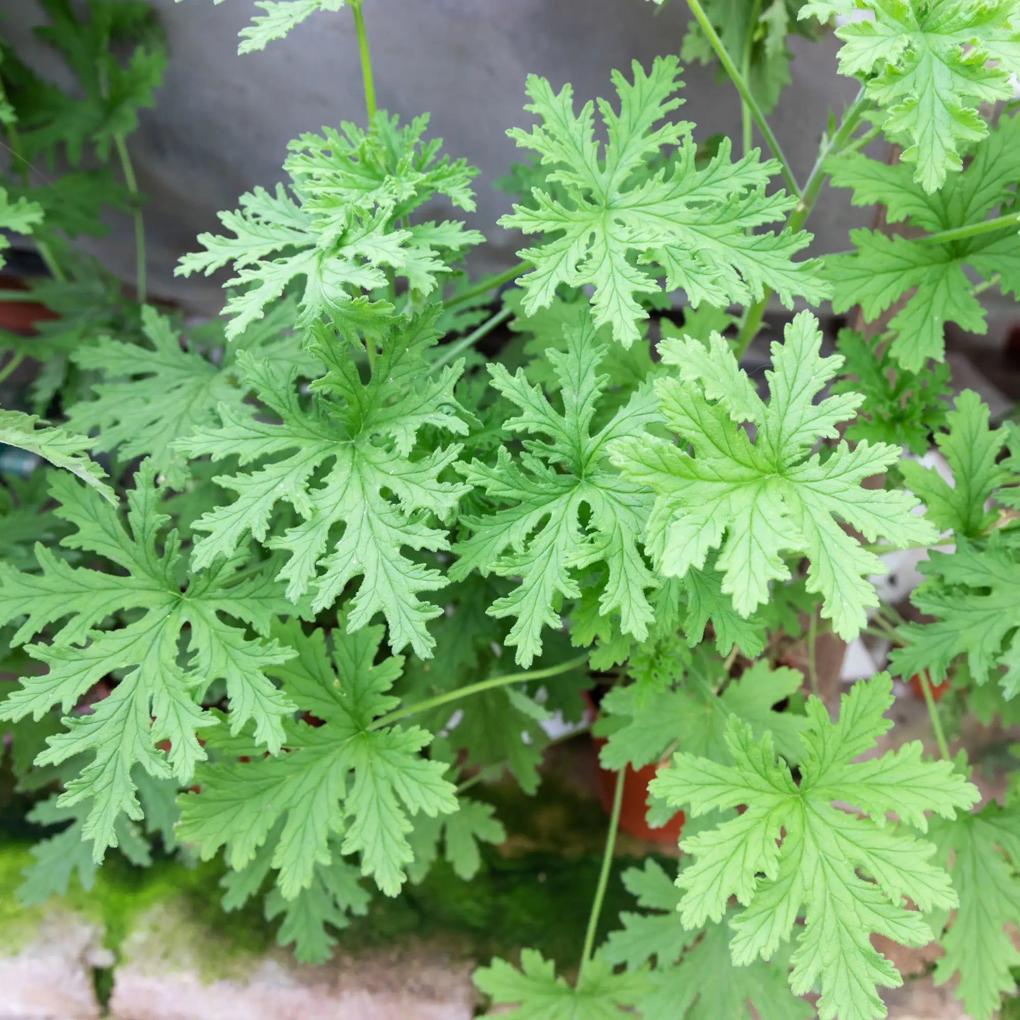 A lush green Citronella plant with intricately serrated leaves, known for its fresh lemony scent and natural insect-repellent properties, and used for extraction of Citronella essential oil by Hiya India Biotech.