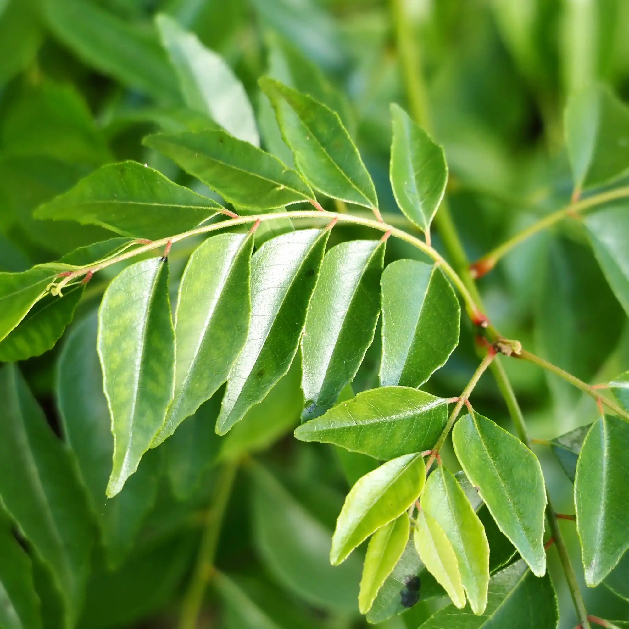 Curry Leaf Extract - Oil Soluble