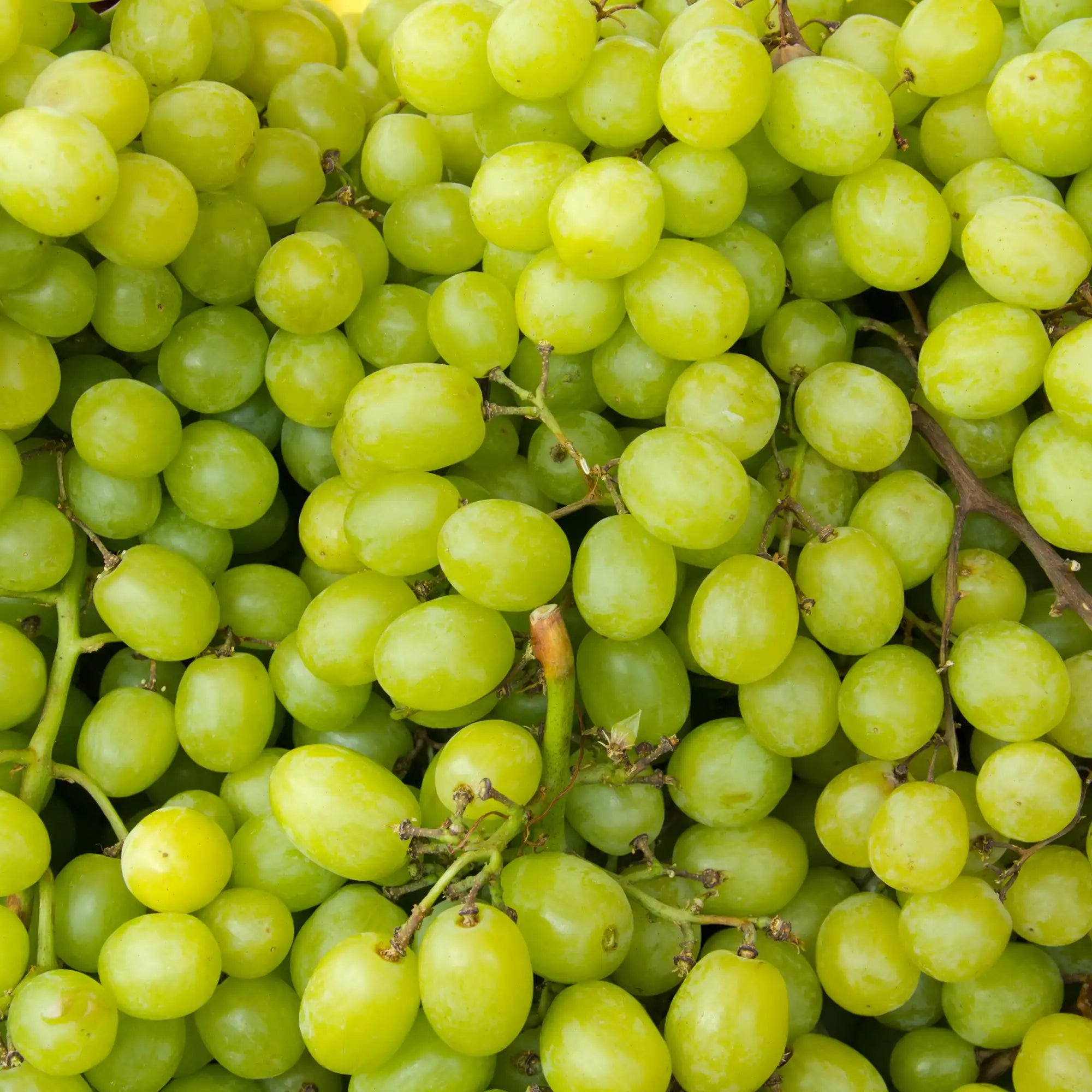 Grapes Extract - Water Soluble