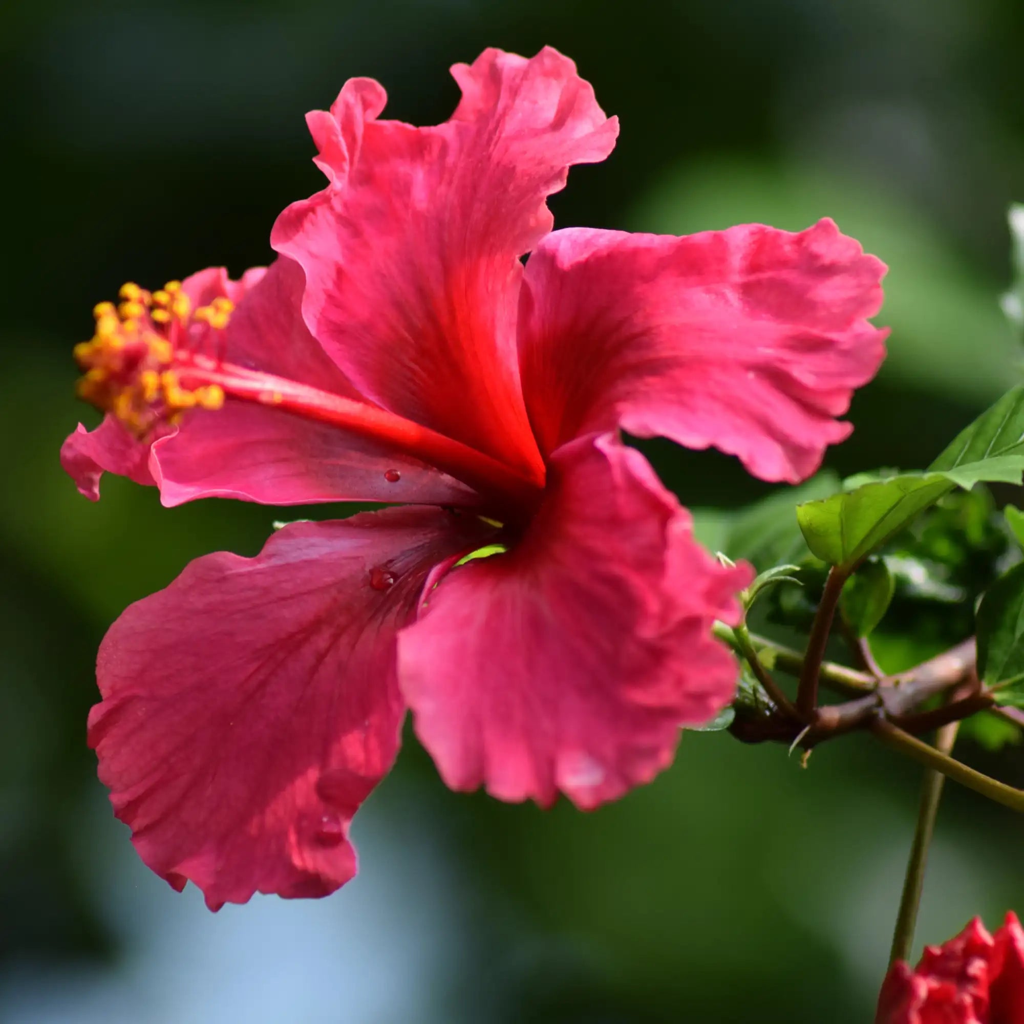 Hibiscus Extract - Water Soluble (Propanediol)