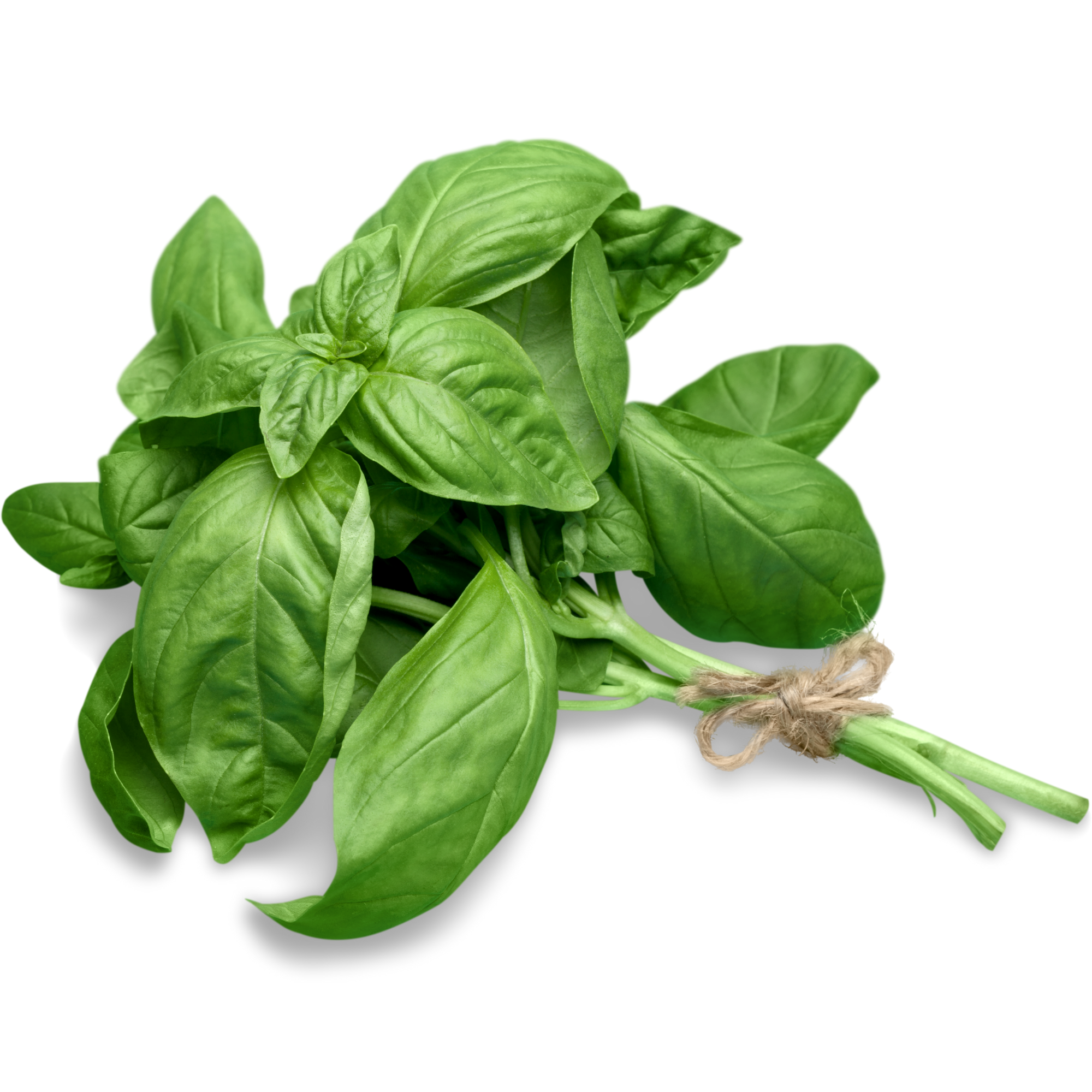 Holy Basil (Tulsi) Essential Oil