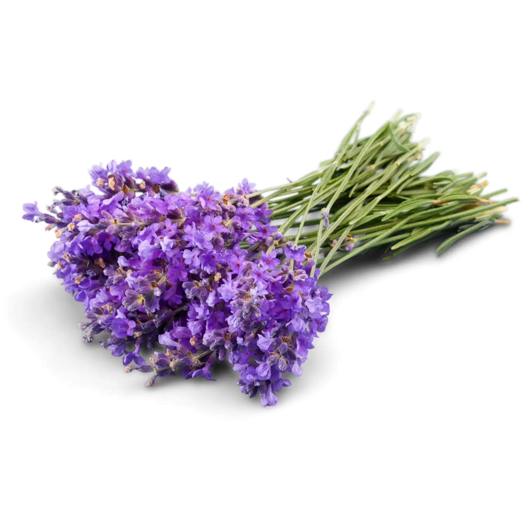 A bundle of freshly harvested lavender flowers with vibrant purple petals and green stems. These flowers are a natural source of Hiya India's lavender fragrance, commonly used in essential oils, soaps, and aromatherapy