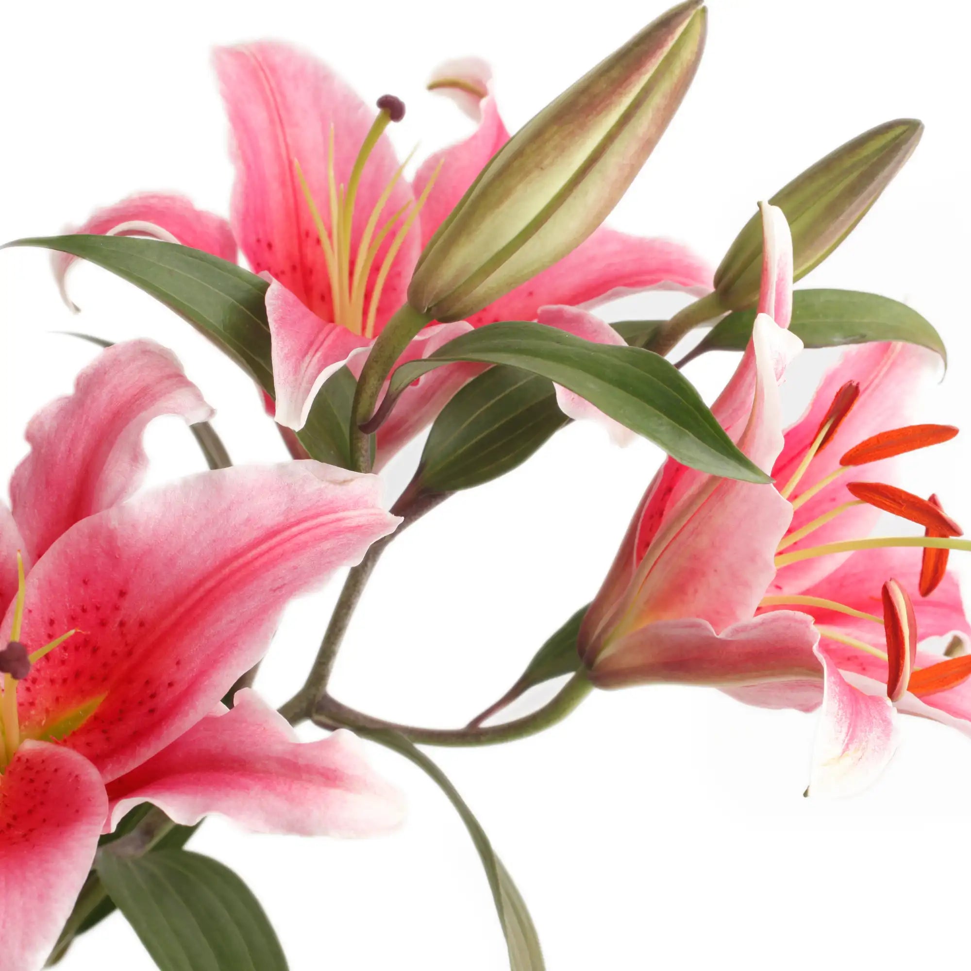 Lilly Extract - Water Soluble
