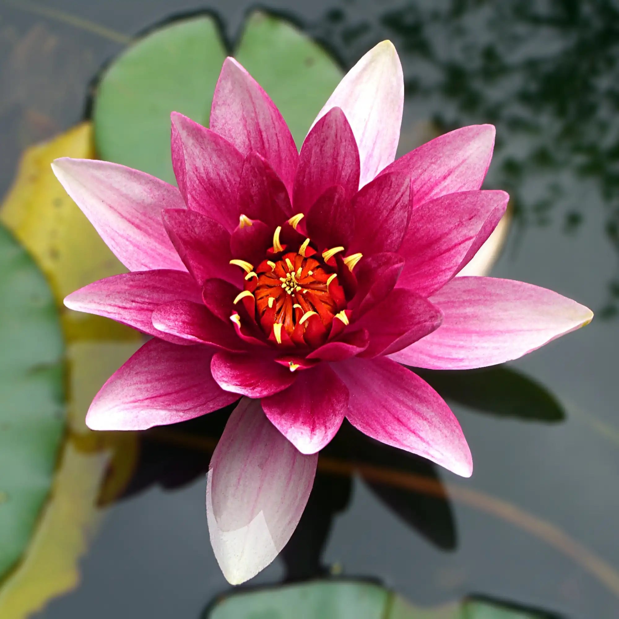 Lotus Extract - Water Soluble