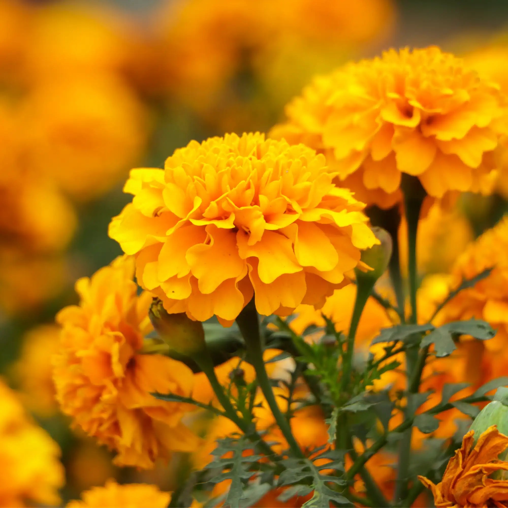Marigold Extract - Oil Soluble