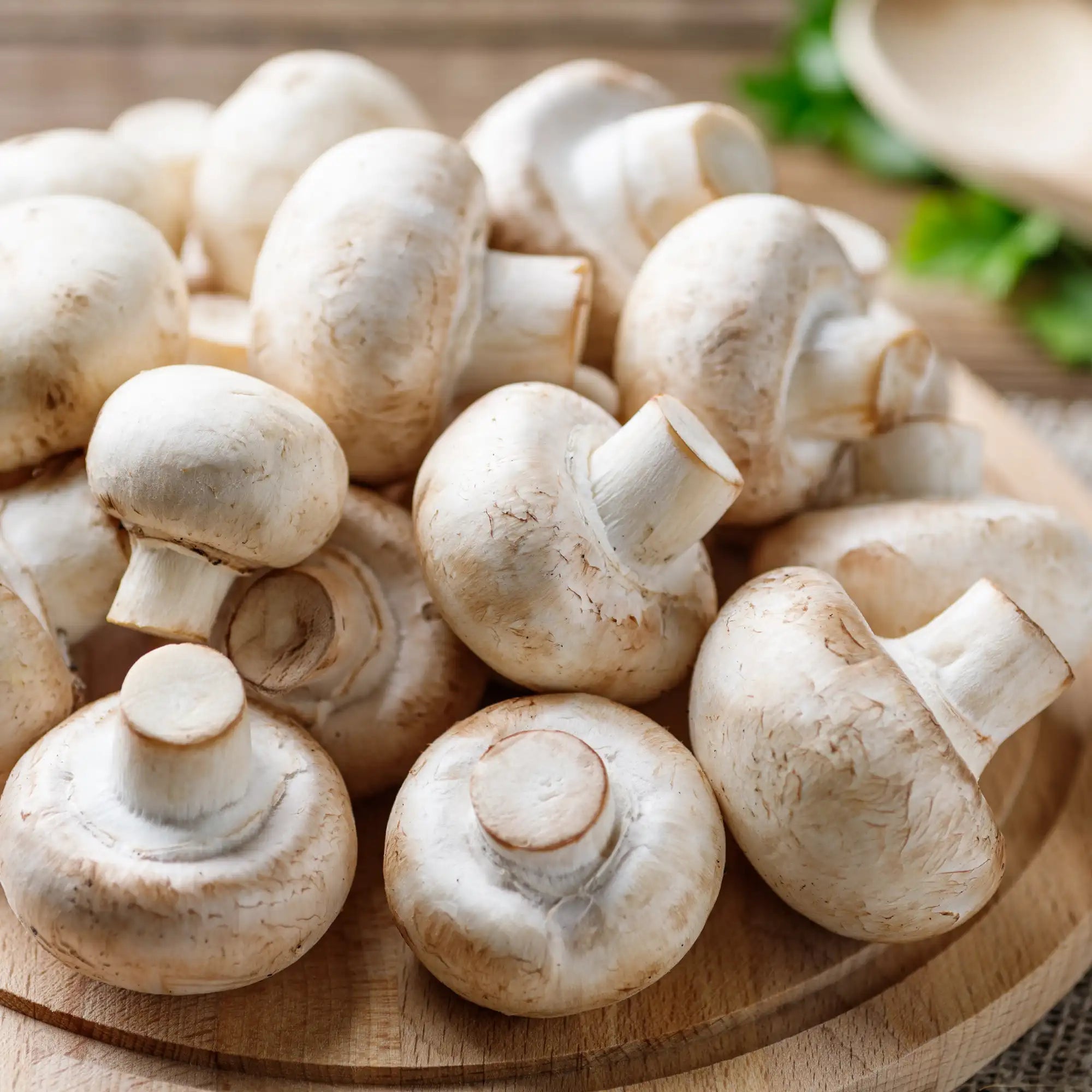 Mushroom Extract - Water Soluble (Propanediol)