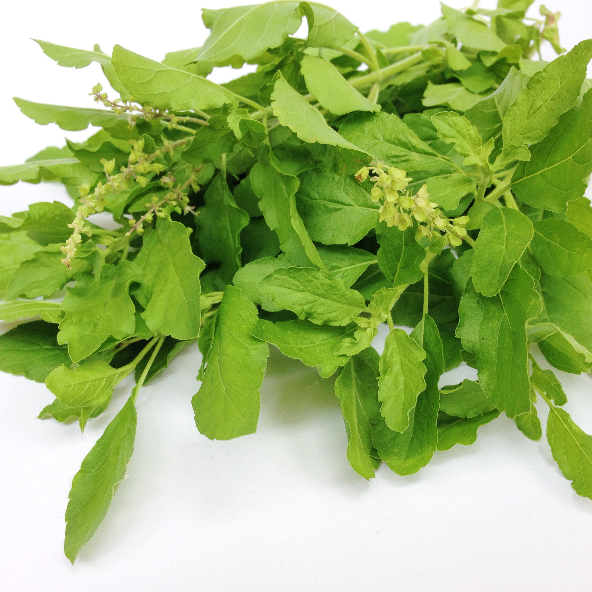 Neem Tulsi Fragrance Oil for Soap Making