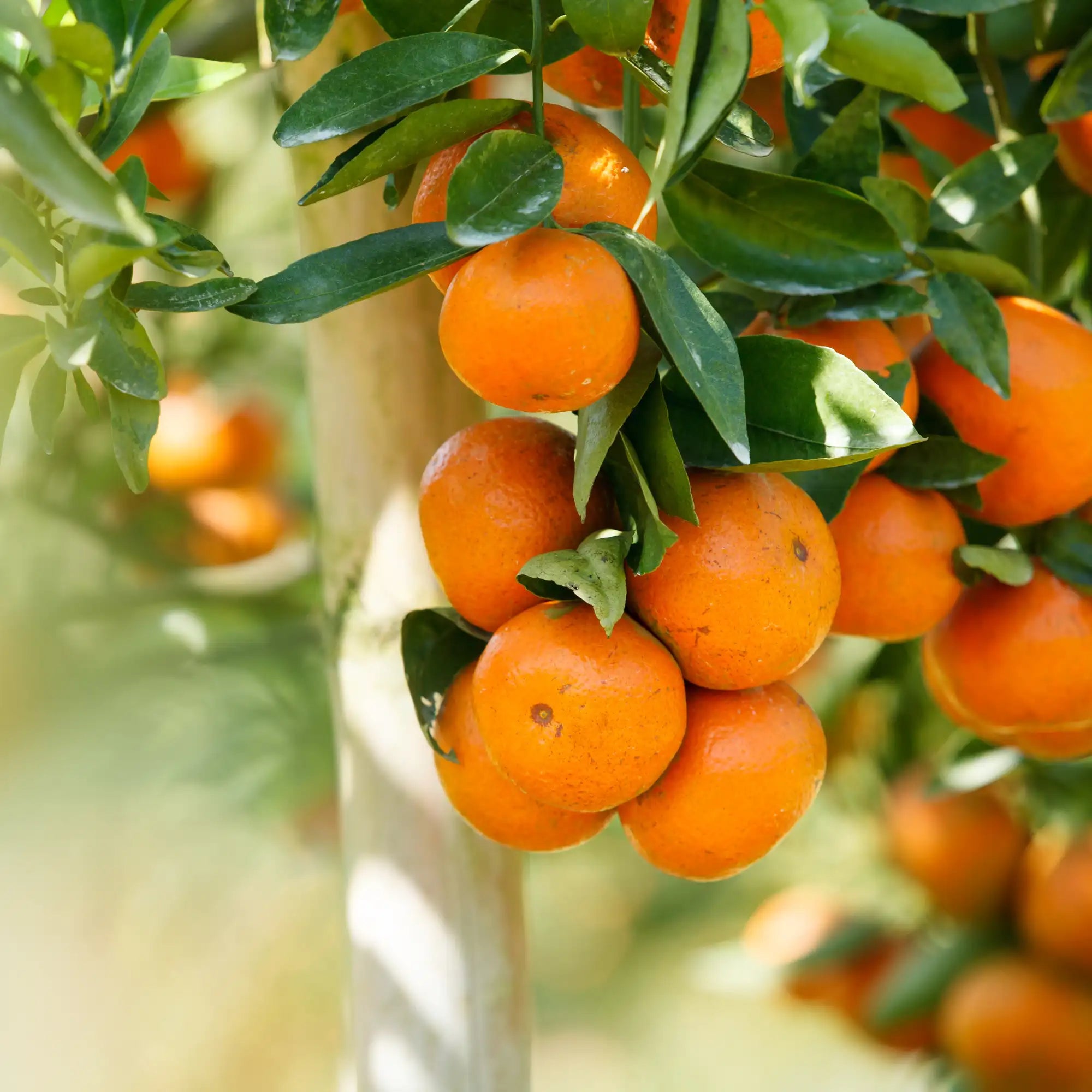 Orange Extract - Water Soluble (Propanediol)