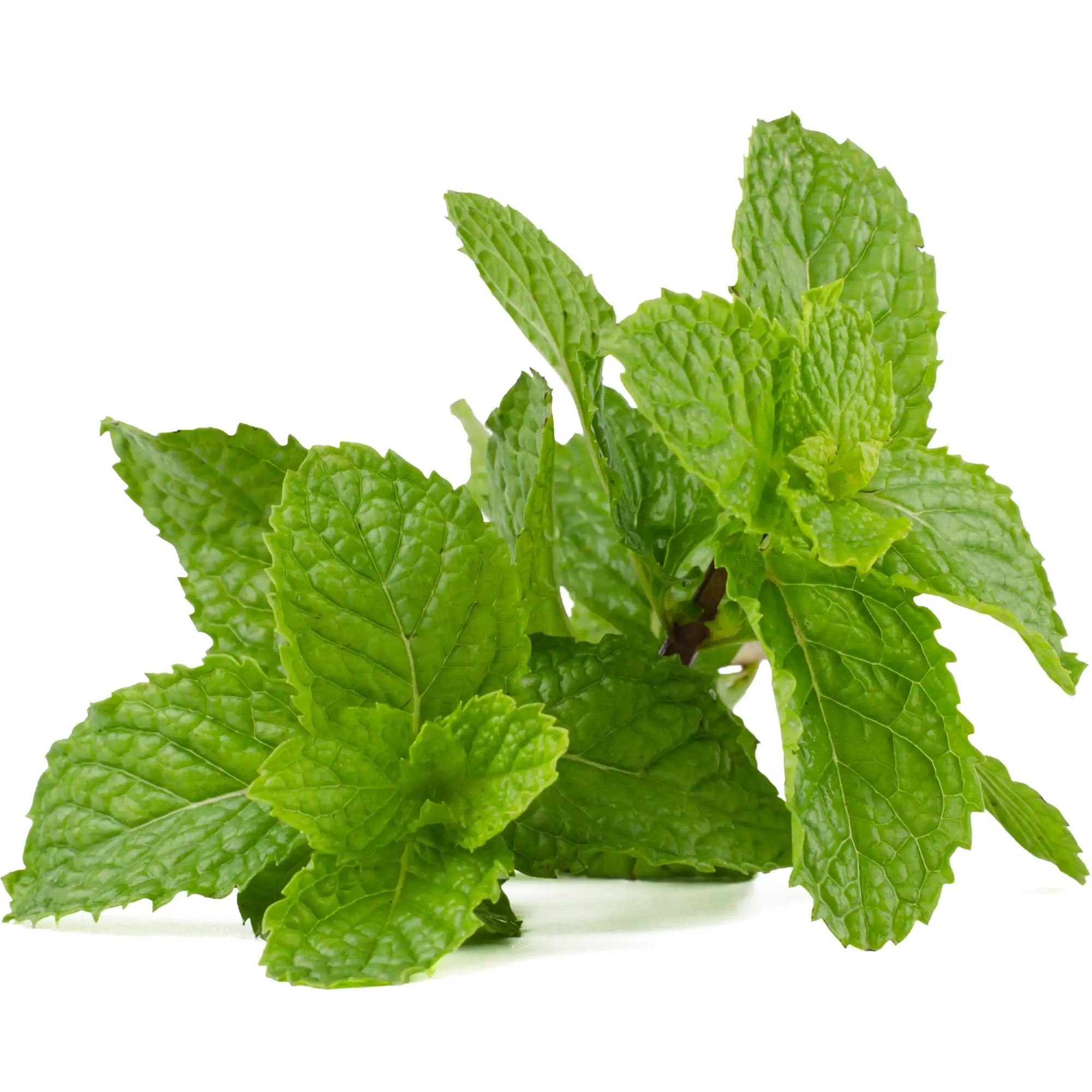 Peppermint Extract - Oil Soluble