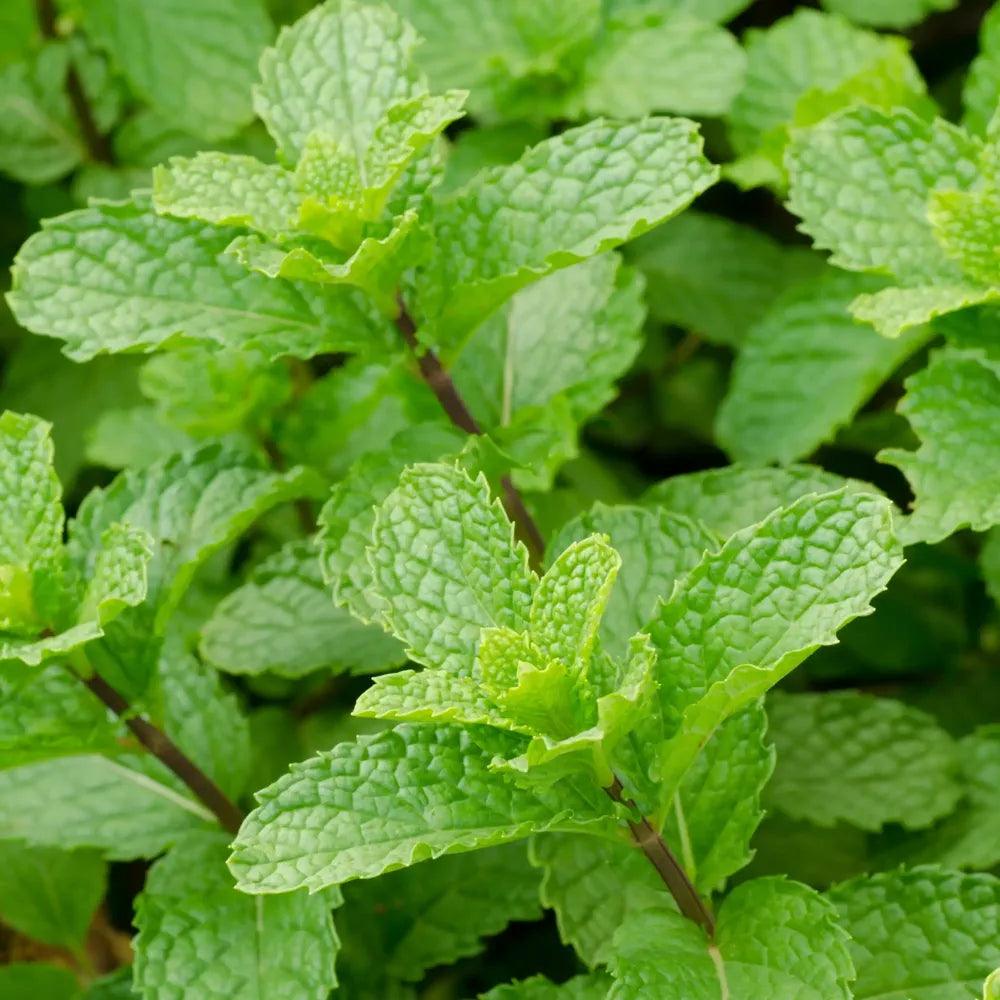 Peppermint Essential Oil