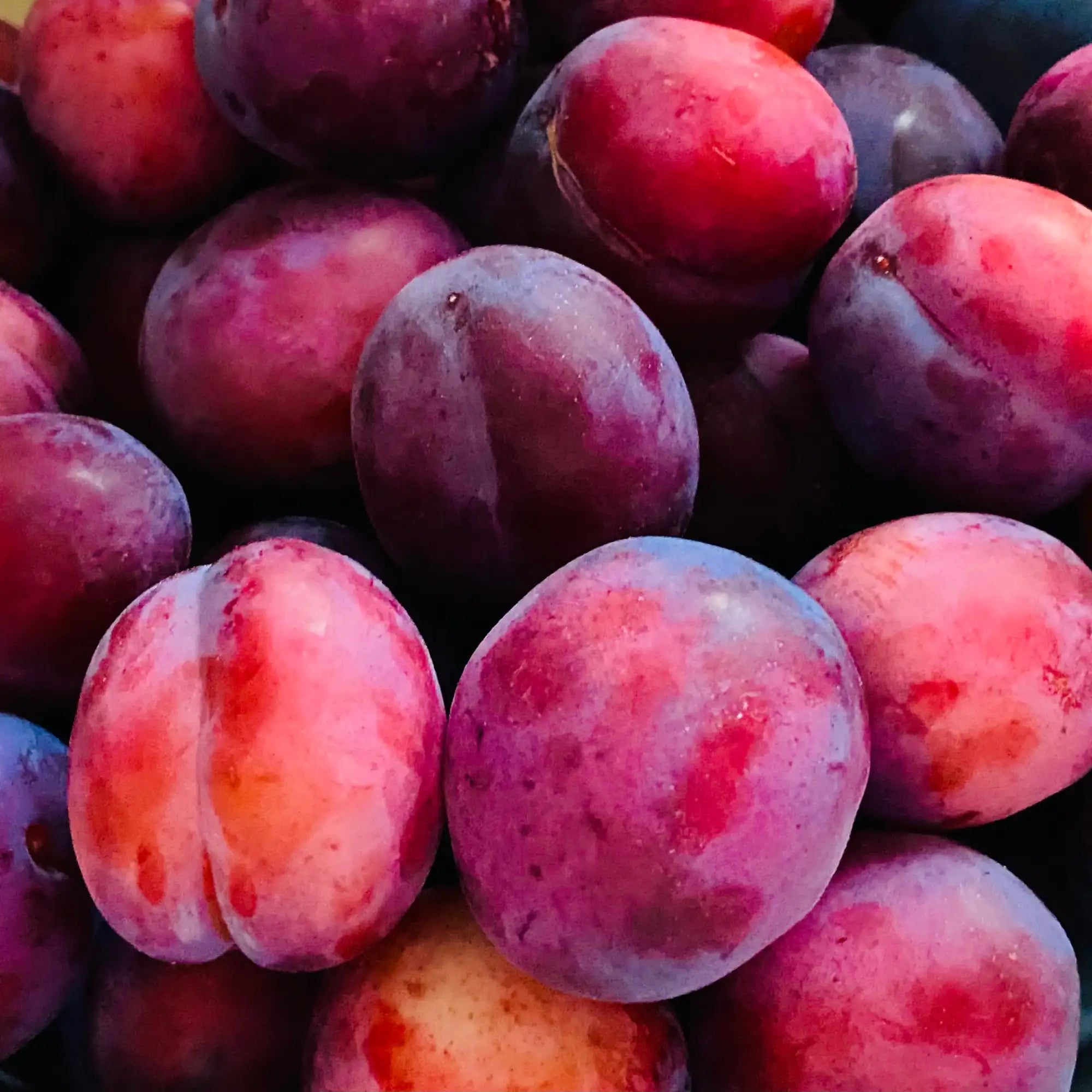 Plum Extract - Oil Soluble