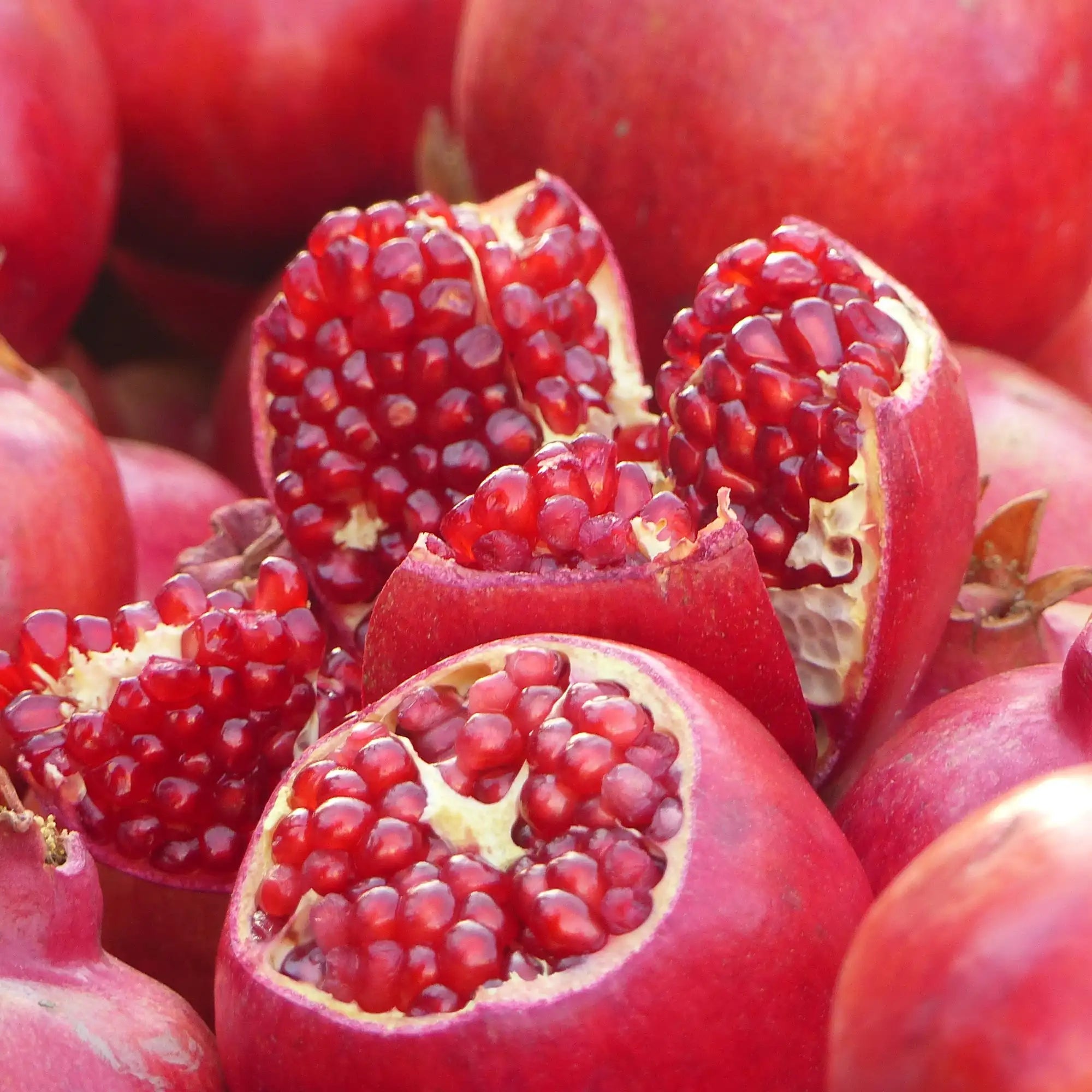 Pomegranate Extract - Oil Soluble