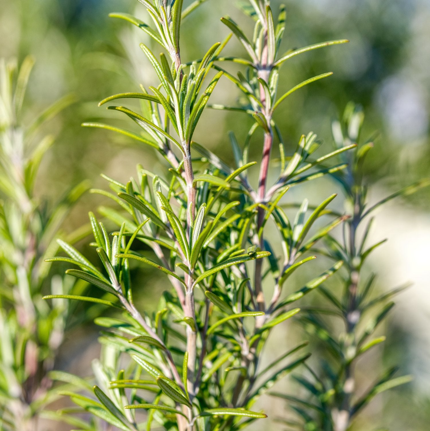 Rosemary Essential Oil - Natural