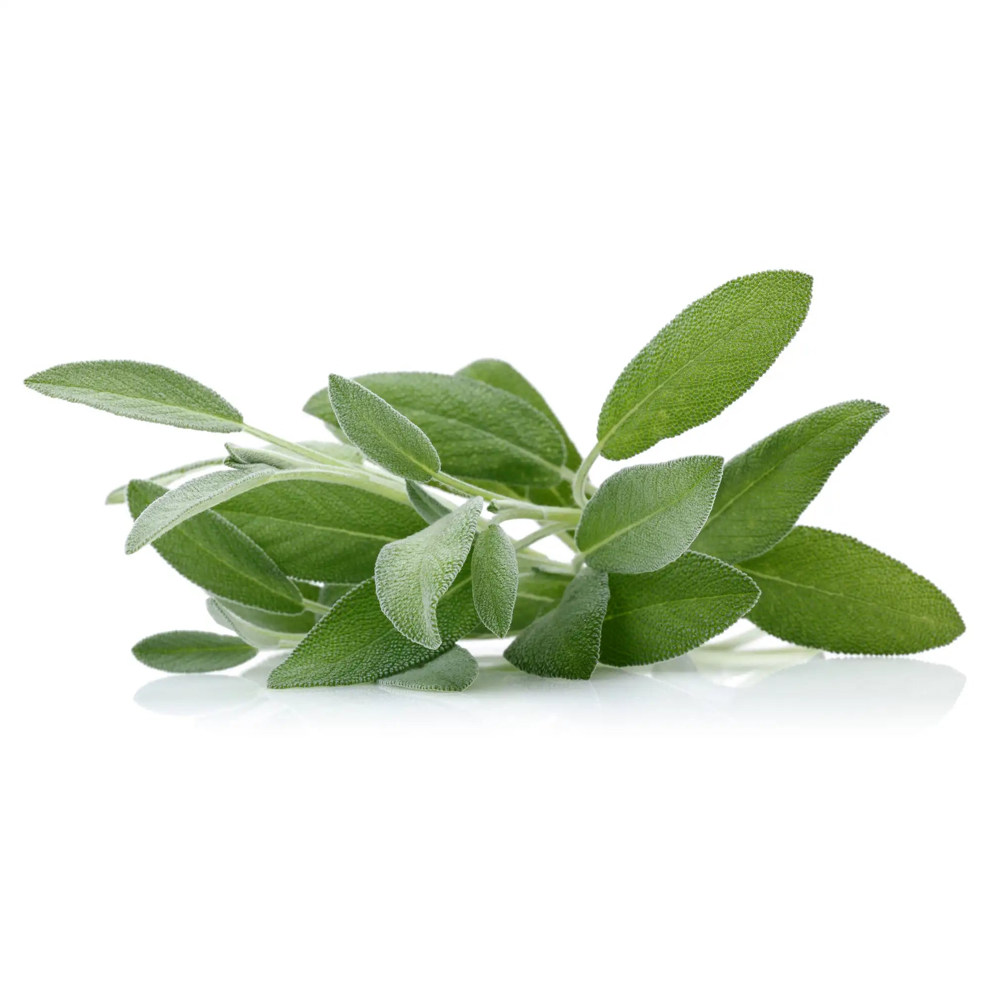 Sage Extract - Oil Soluble