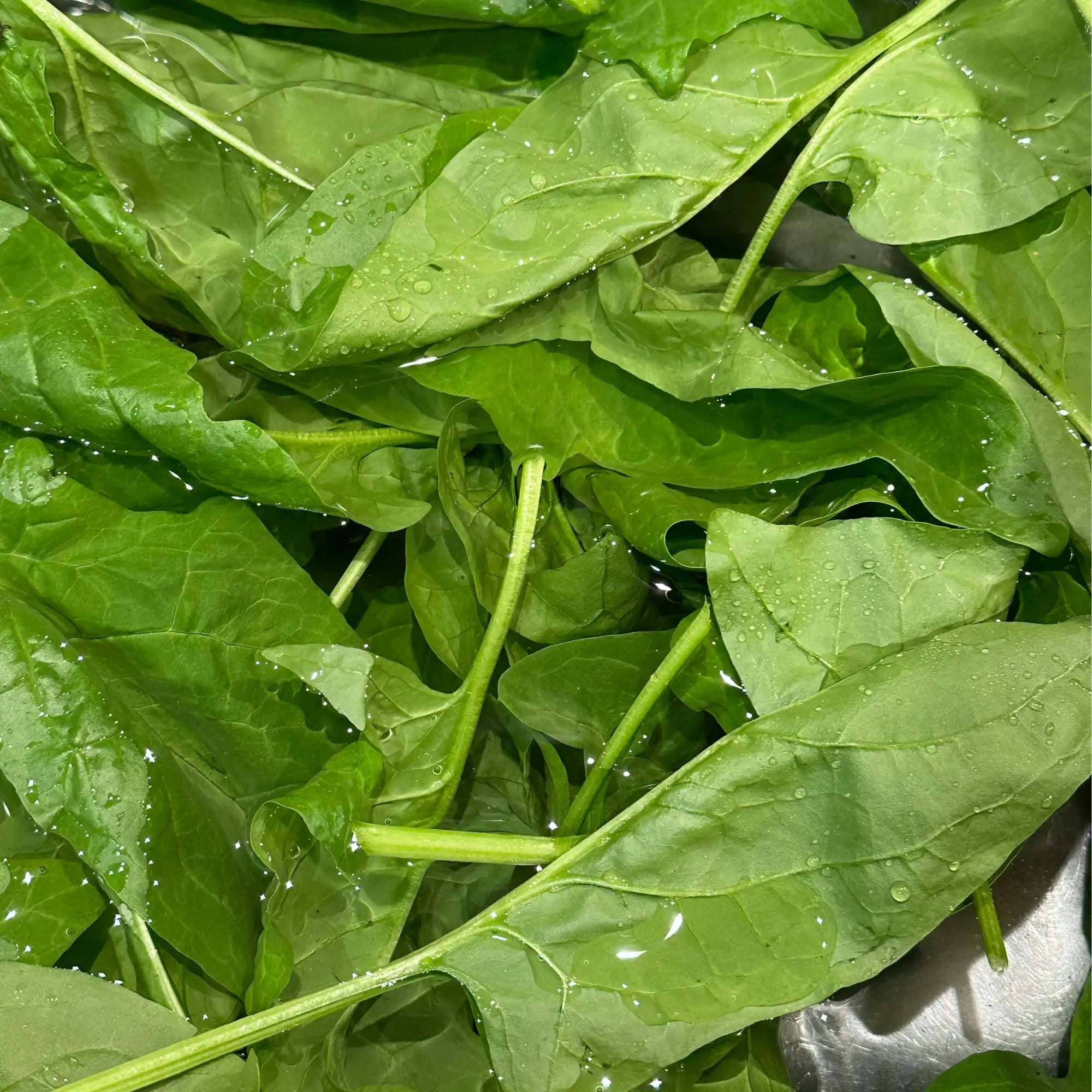 Spinach Extract - Oil Soluble