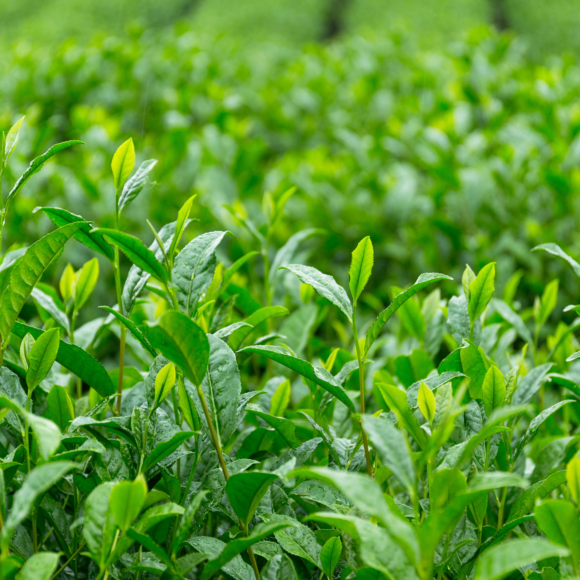 Tea Tree Essential Oil