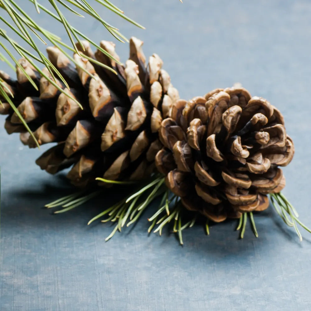 Two Turpentine cones with green needles on a blue background