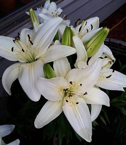 Lily Fragrance Oil for Soap Making