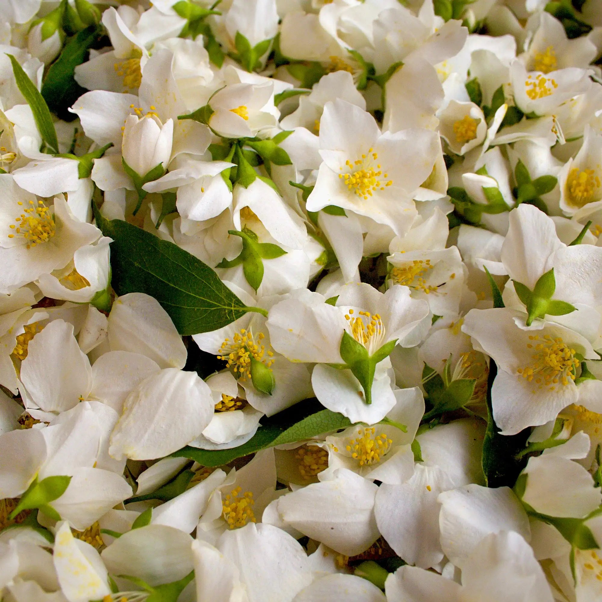 A close-up view of fresh jasmine flowers with delicate white petals and vibrant yellow centers. The flowers are arranged in a natural setting, highlighting their beauty and the rich floral scent they exude used to make Hiya's Jasmine Fragrance for Soap Making