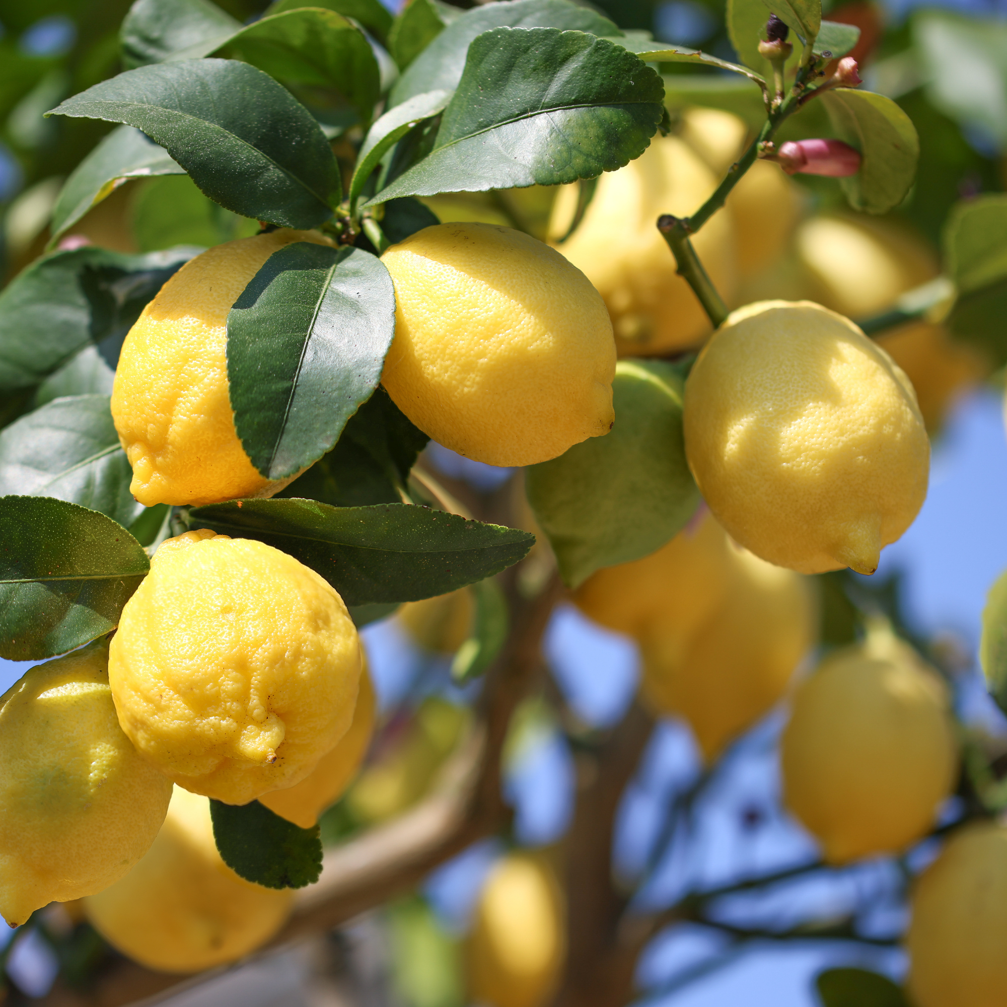 Lemon Essential Oil
