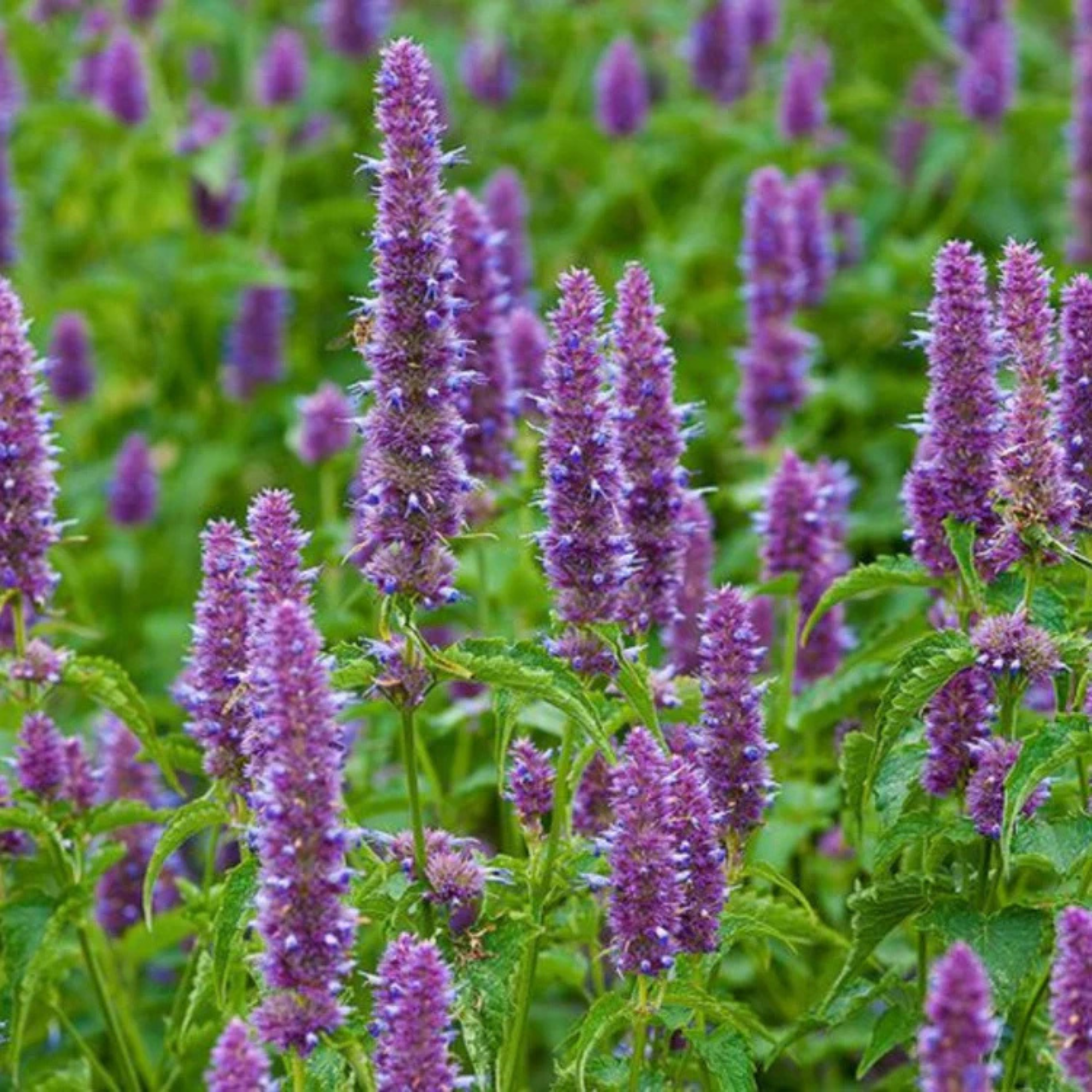 Patchouli Essential Oil - Natural