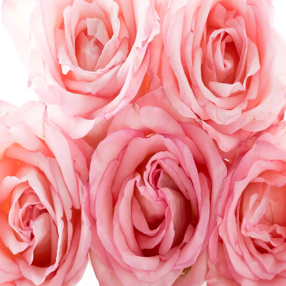Rose Fragrance Oil For Personal Care (Oil Soluble)