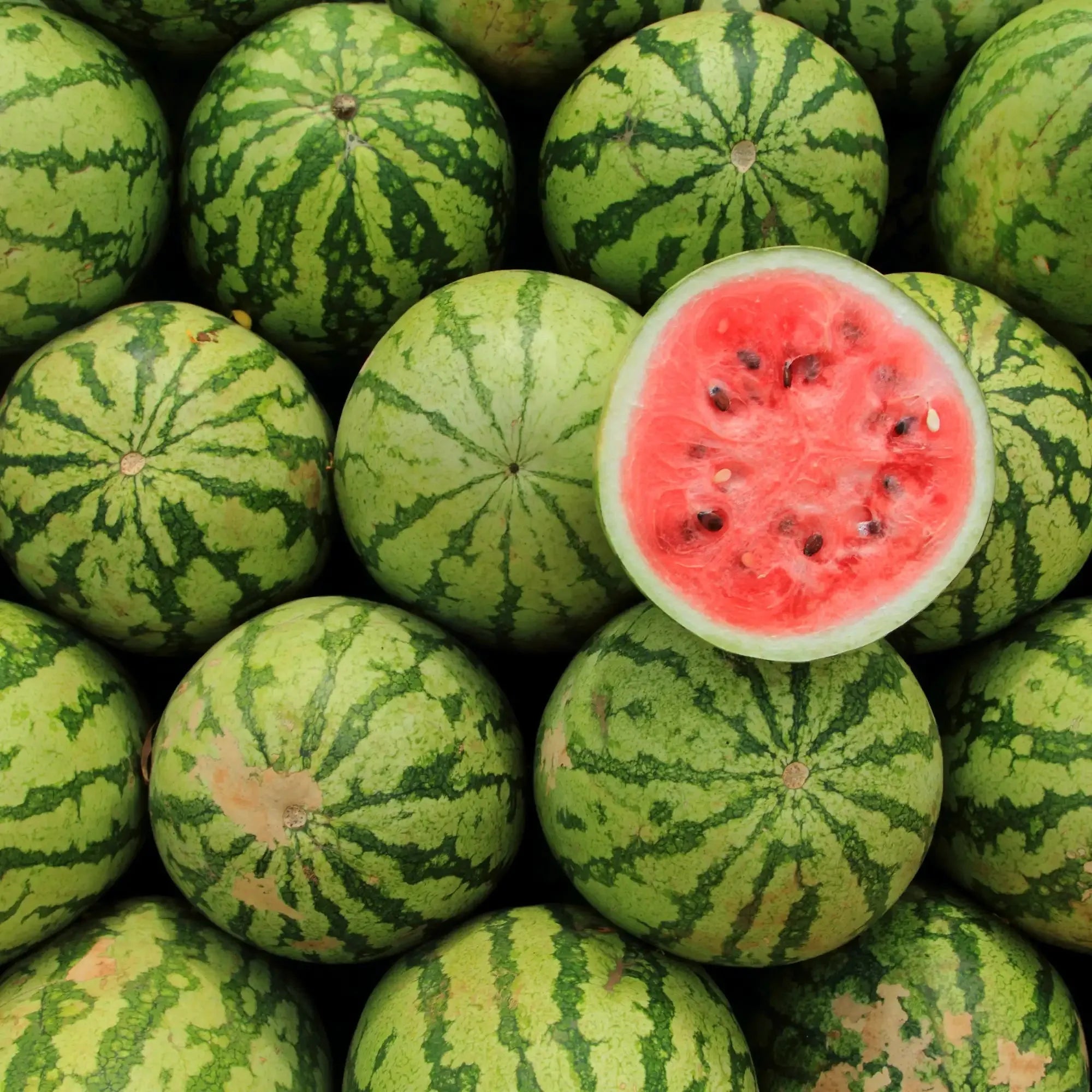Watermelon Extract - Water Soluble