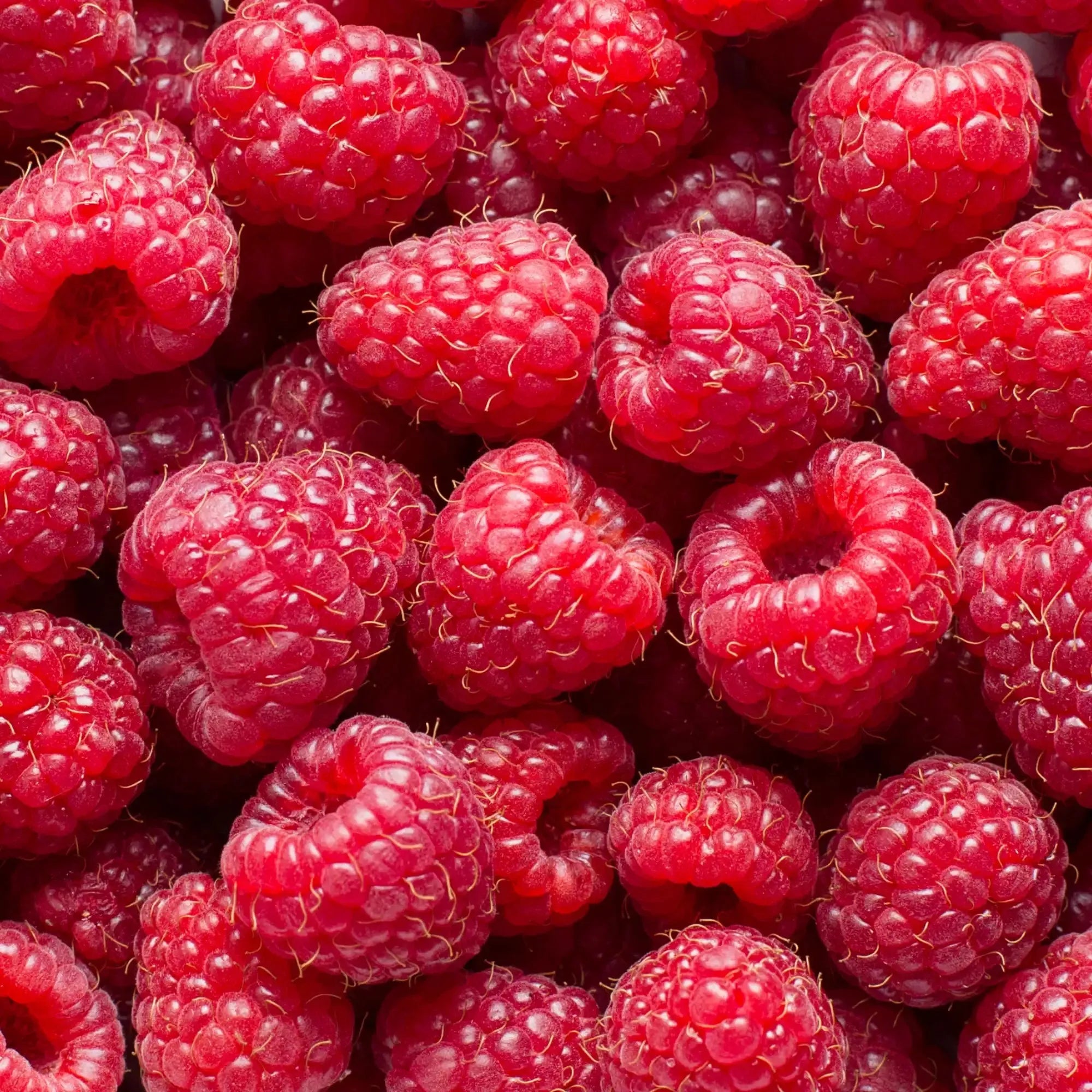 Raspberry Extract - Water Soluble
