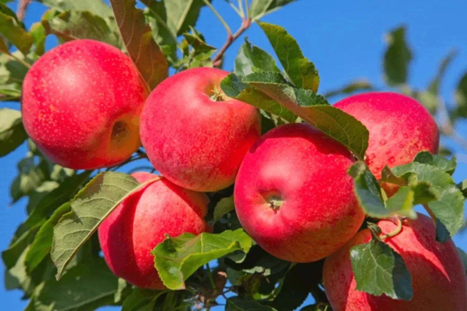 Apple Grove Fragrance Oil For Personal Care (Oil Soluble)