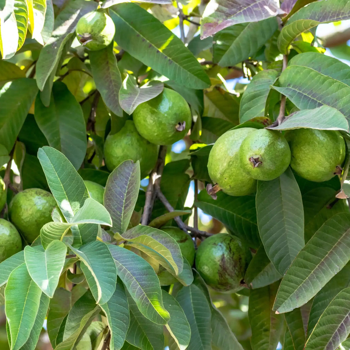 Guava Extract - Water Soluble – Hiya India
