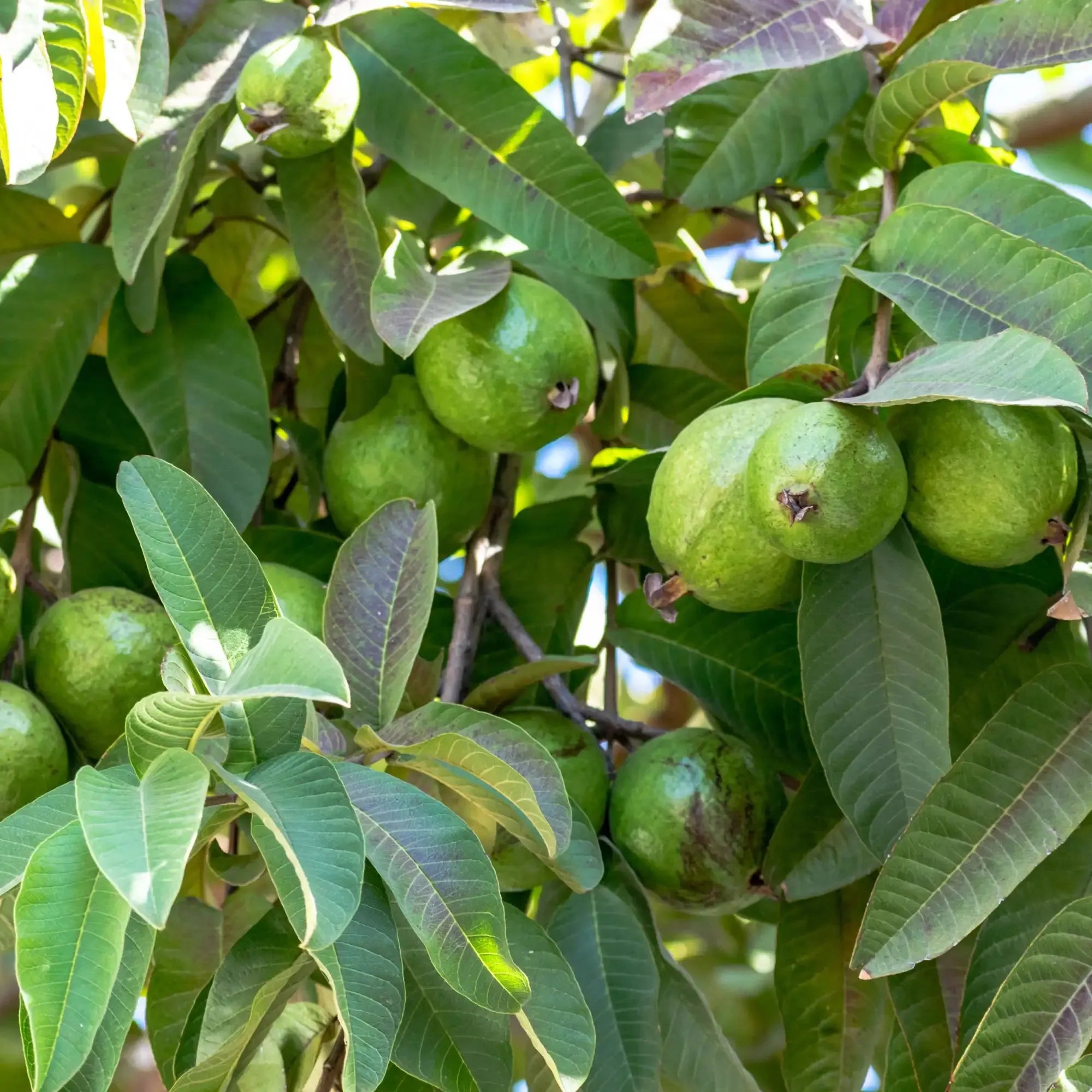 Guava Extract - Water Soluble
