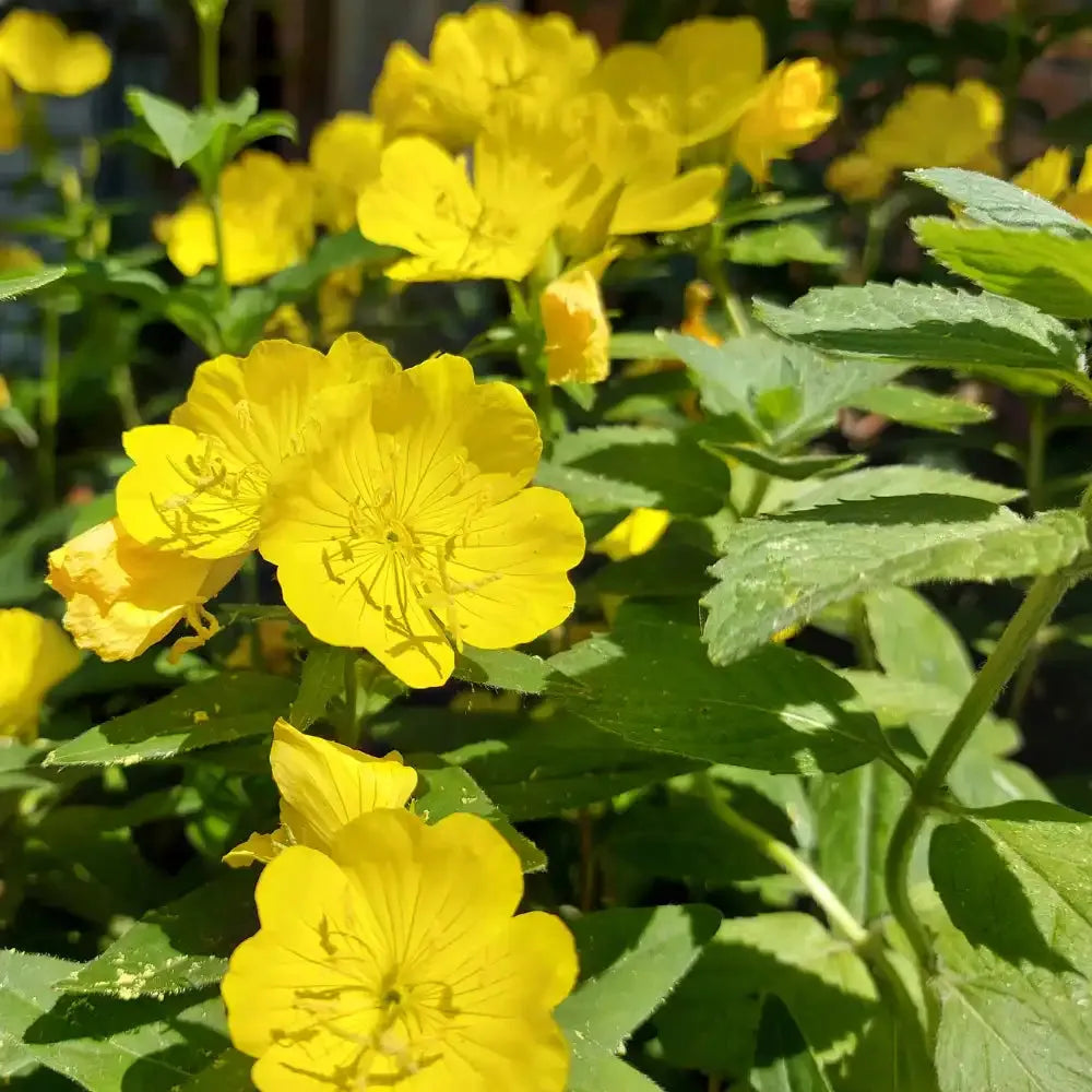 Evening Primrose Carrier Oil