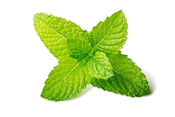 Cool Mint Fragrance Oil For Personal Care (Oil Soluble)