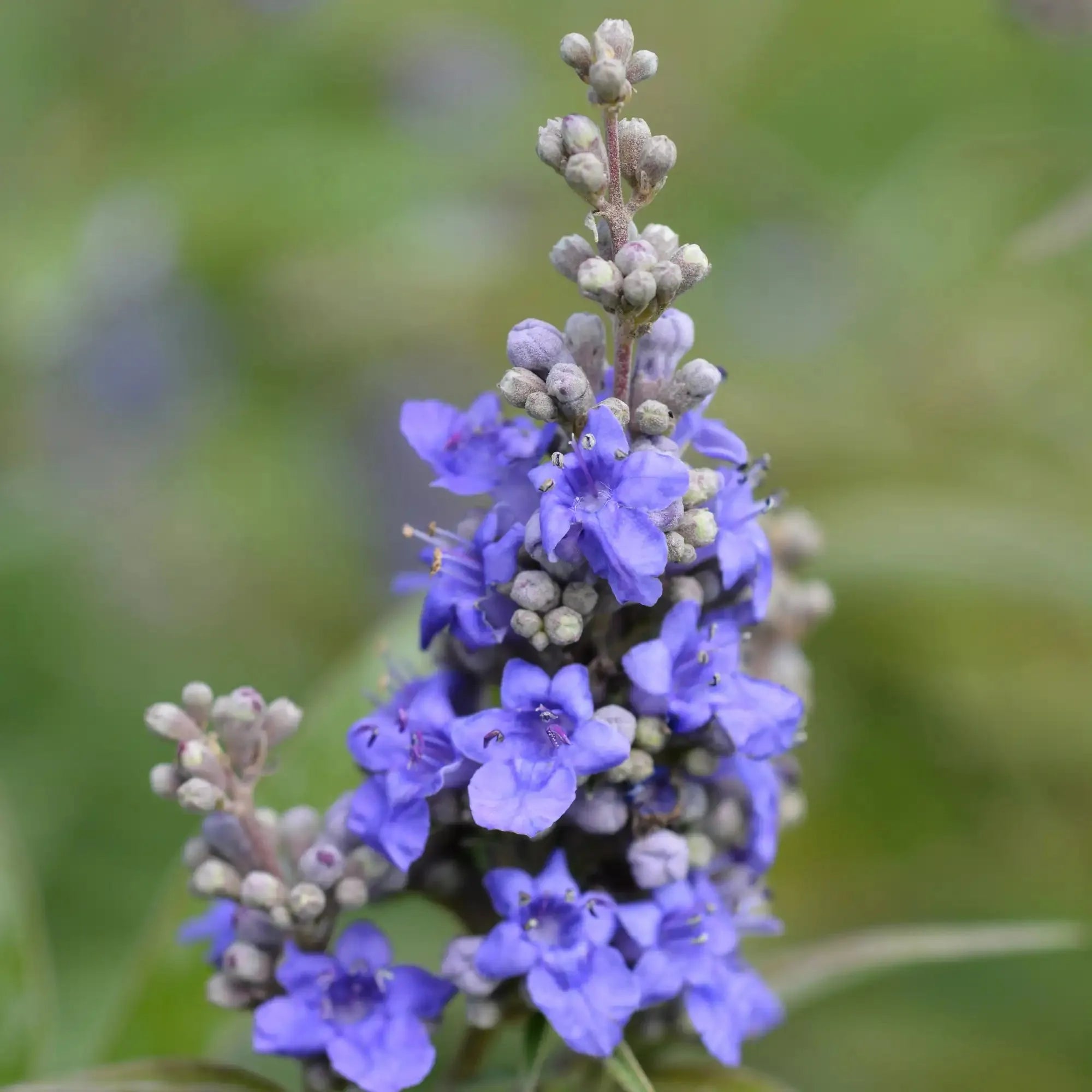 Chasteberry Extract - Water Soluble