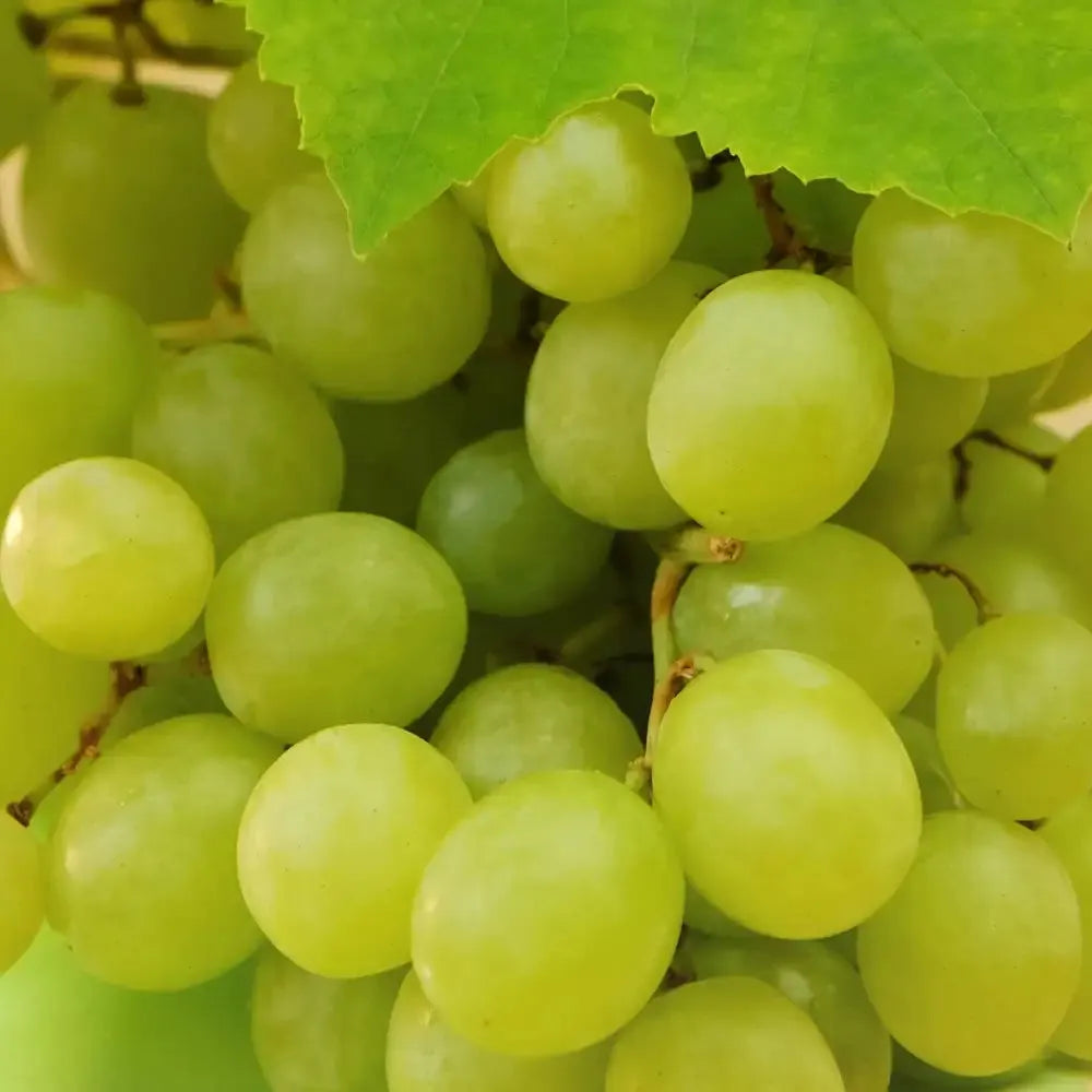 Grapeseed Carrier Oil (Yellow)