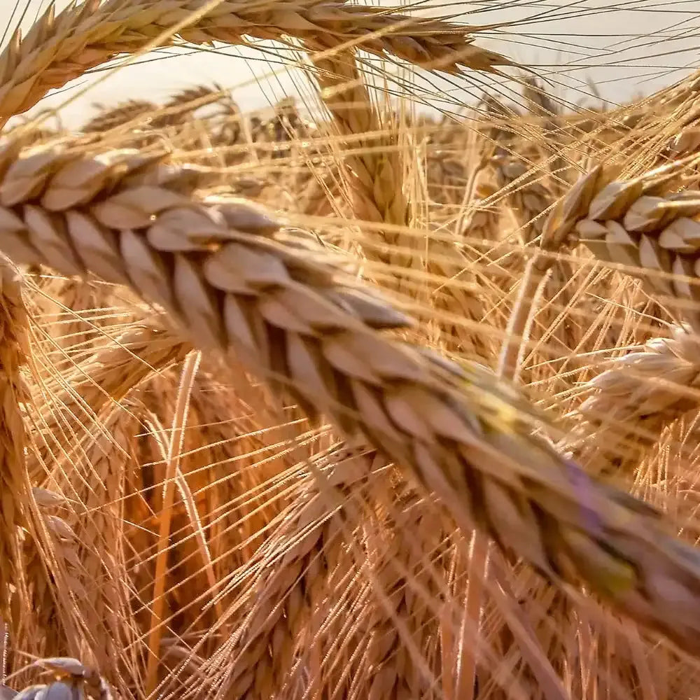 Wheatgerm Carrier Oil