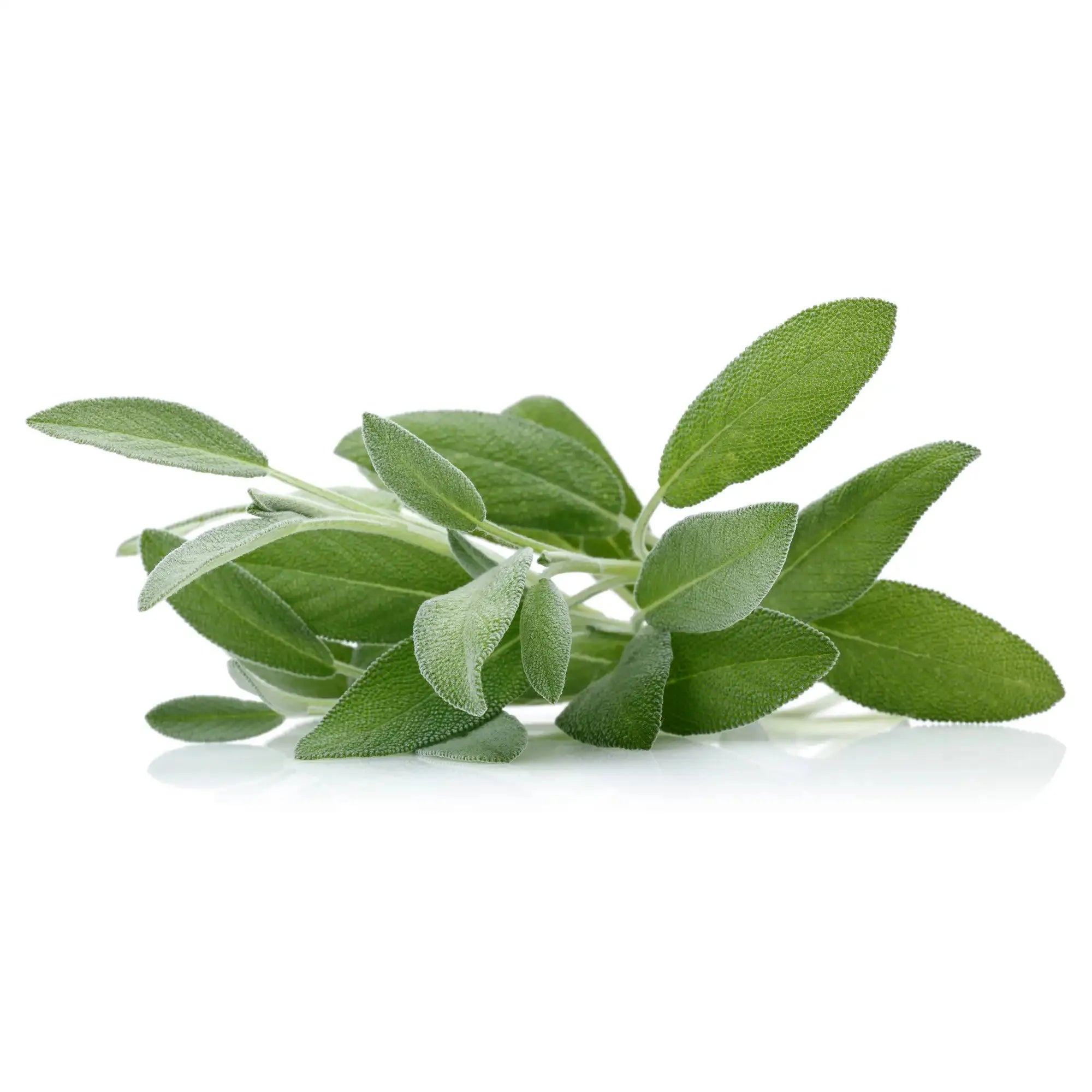 Sage Extract - Oil Soluble