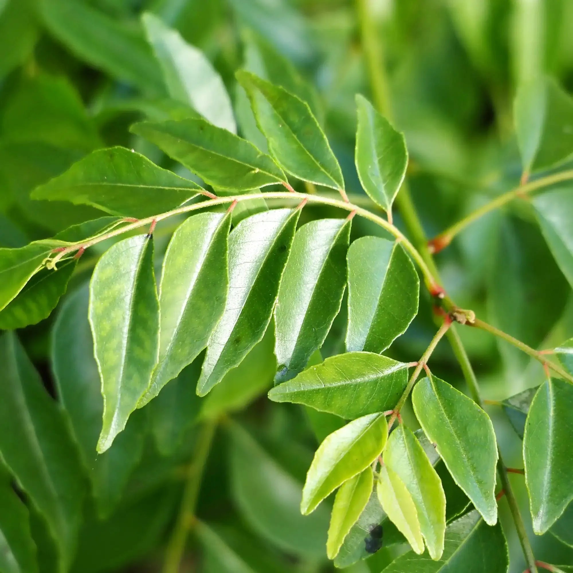 Curry Leaf Extract - Water Soluble