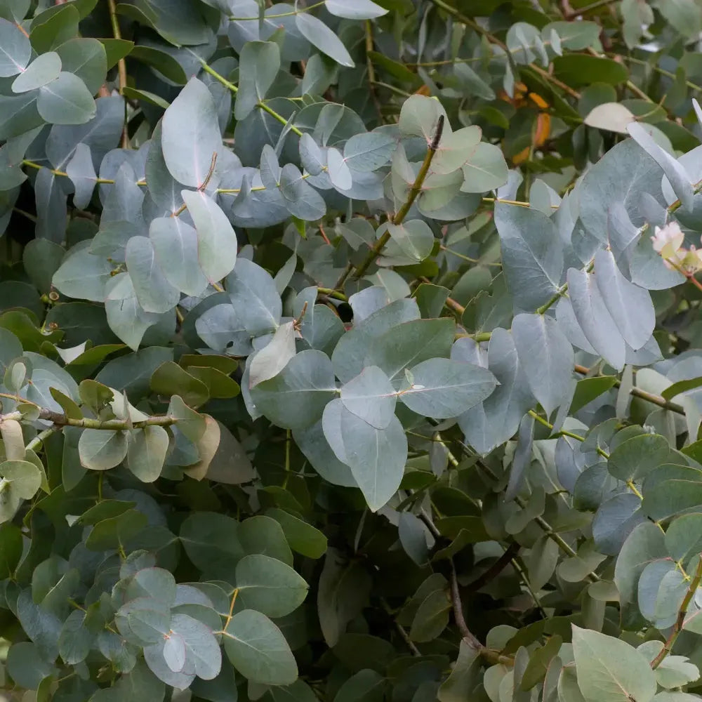 Eucalyptus Essential Oil