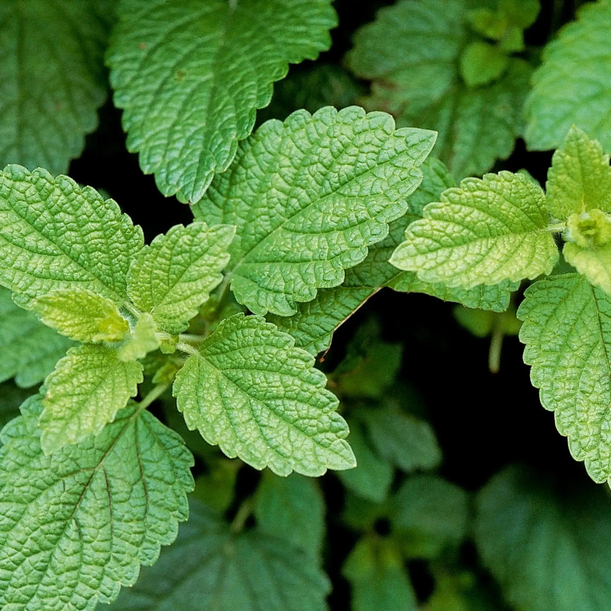 Lemon Balm Extract - Water Soluble