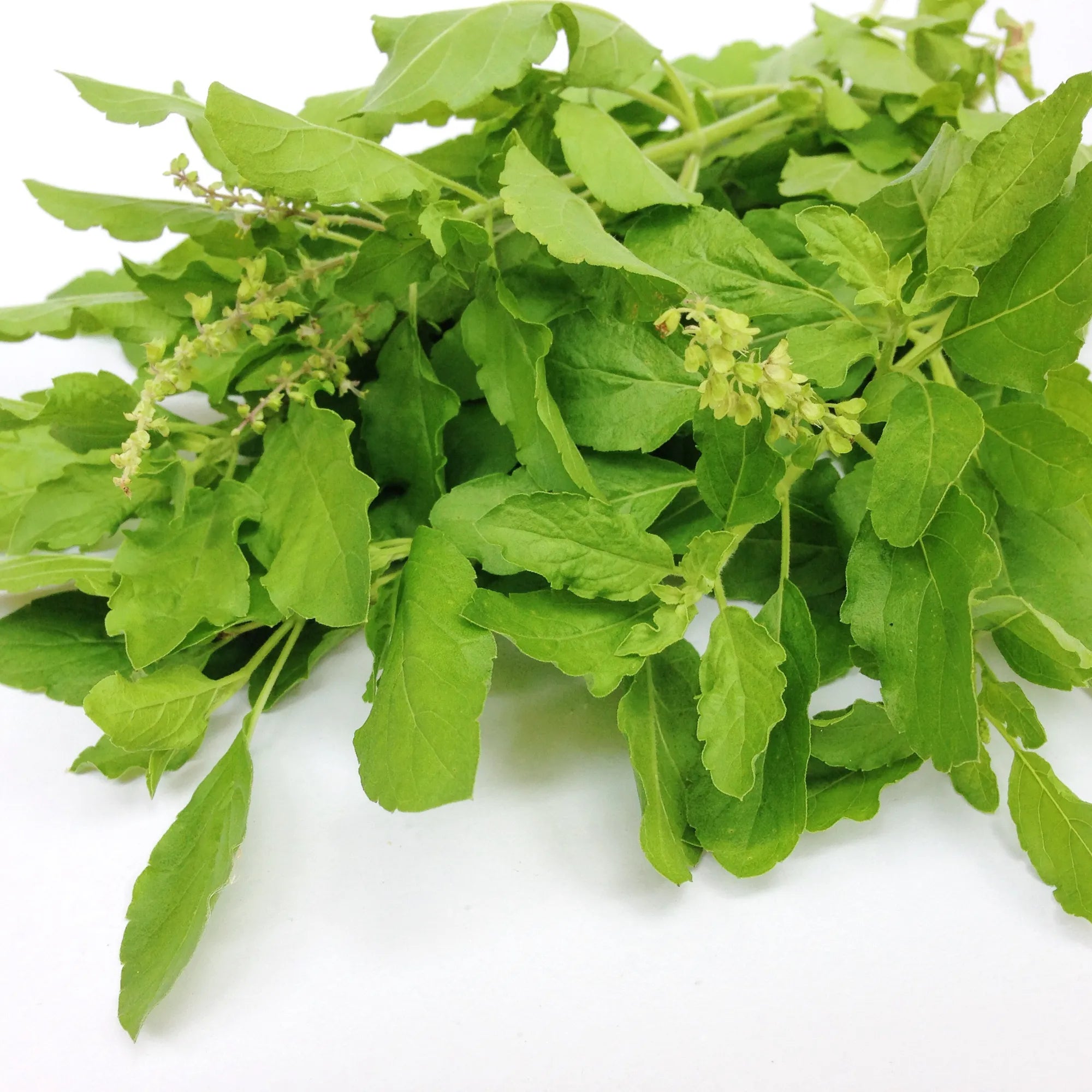 Neem Tulsi Fragrance Oil for Soap Making