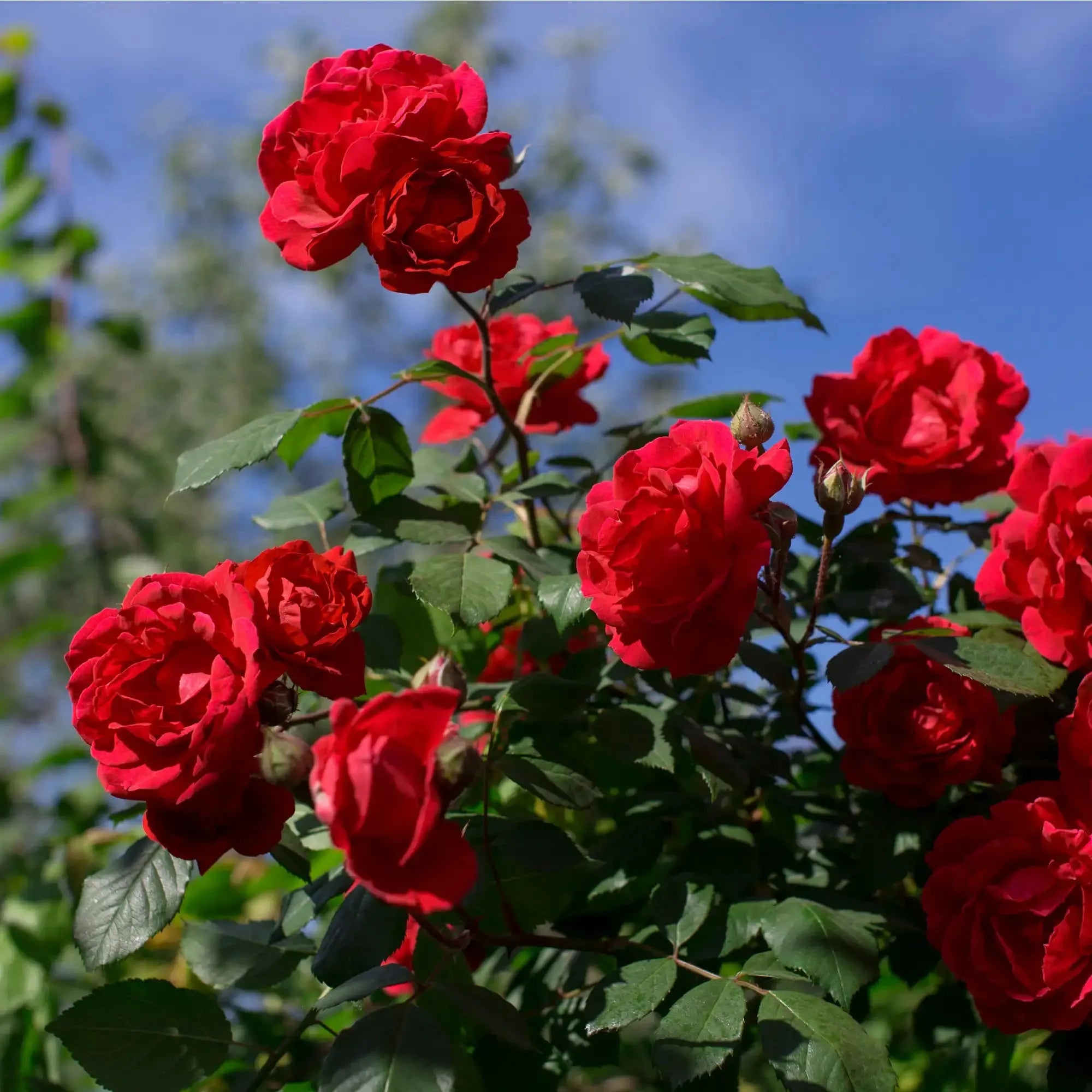 Rose Extract - Water Soluble