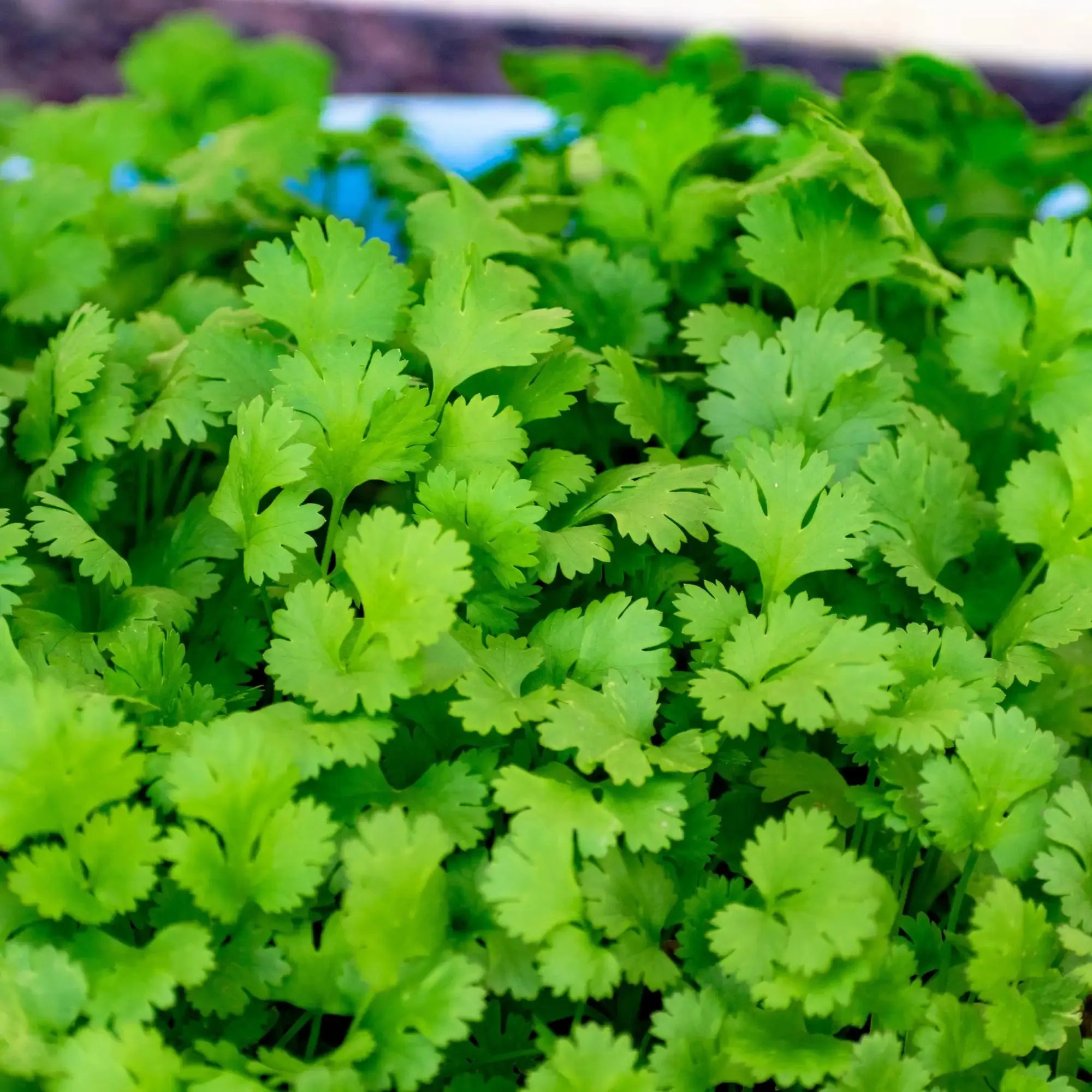 Coriander Extract - Water Soluble